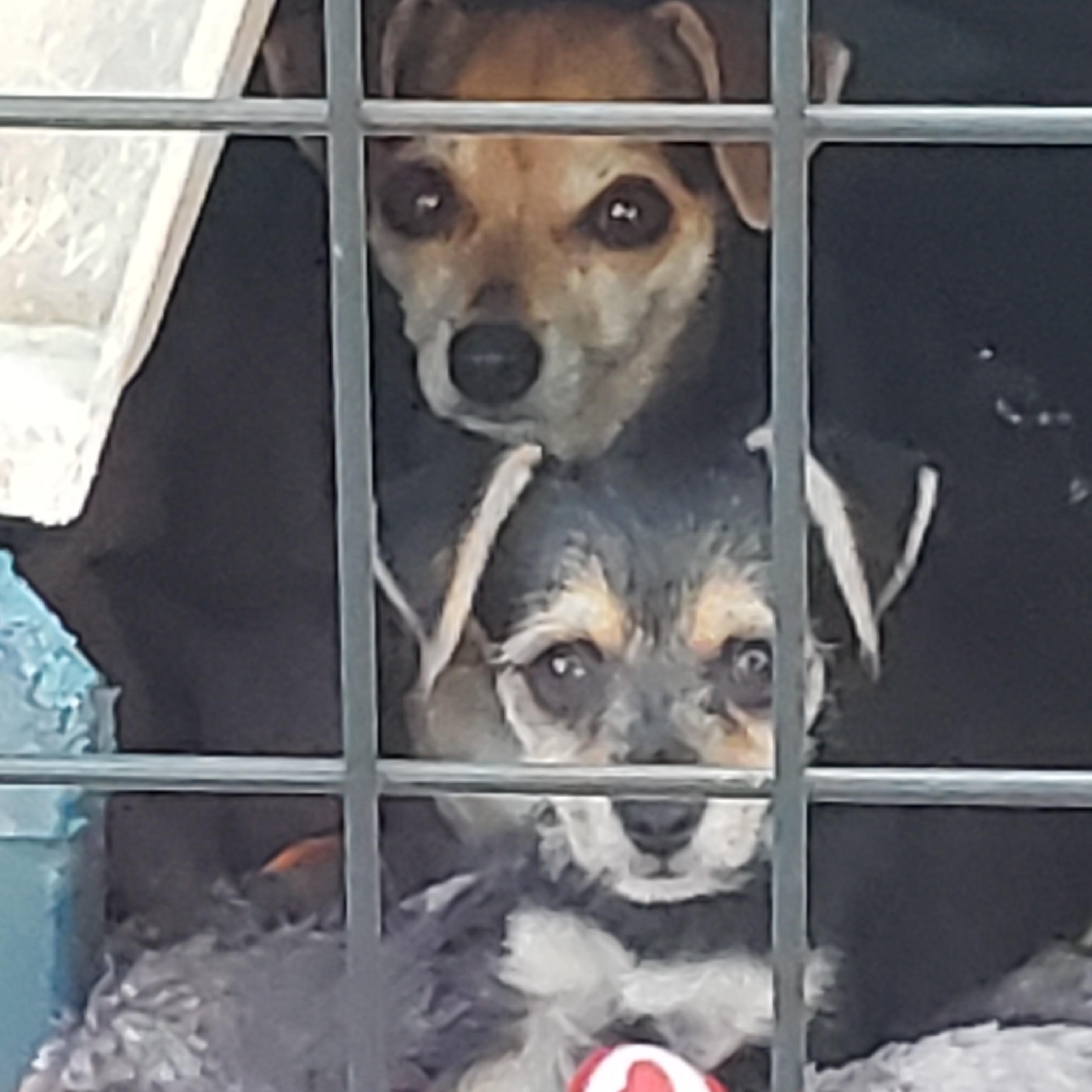 Enlarge Honey, a Adoptable Terrier in Murphys, CA image 2/2