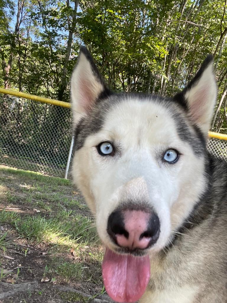 Moo Shu, Adopted, Adult Male Husky.