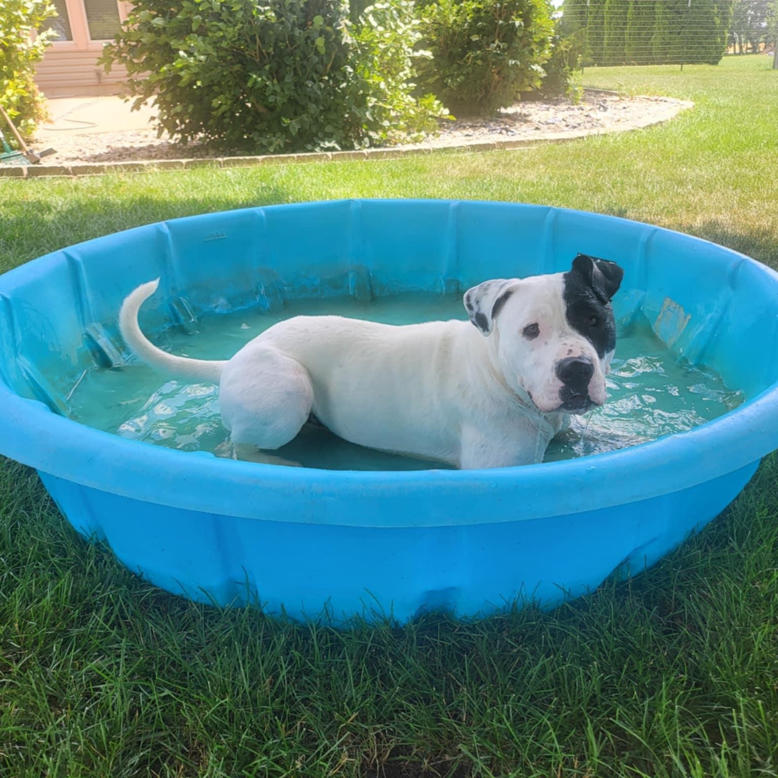 Rhodes, a Adoptable Pit Bull Terrier in Chicago, IL image 2/6