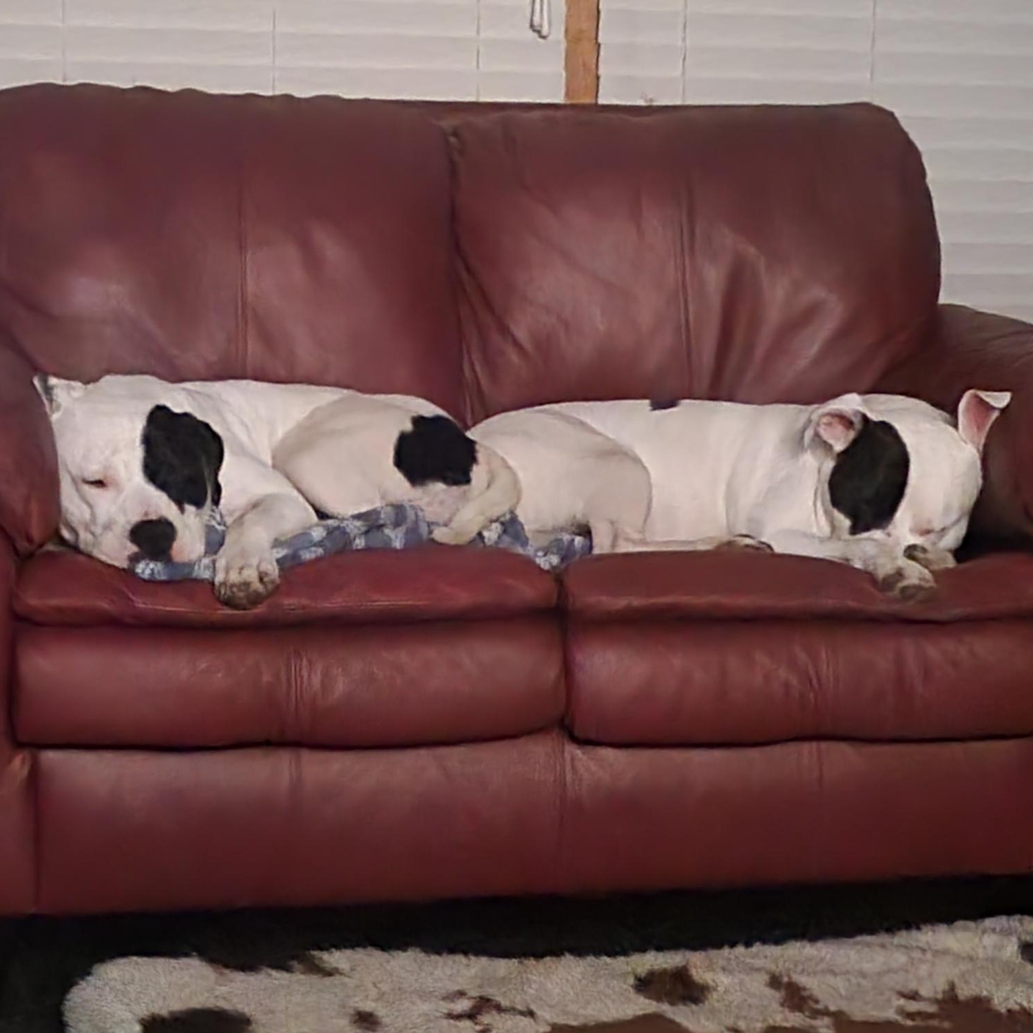 Rhodes, a Adoptable Pit Bull Terrier in Chicago, IL image 3/6