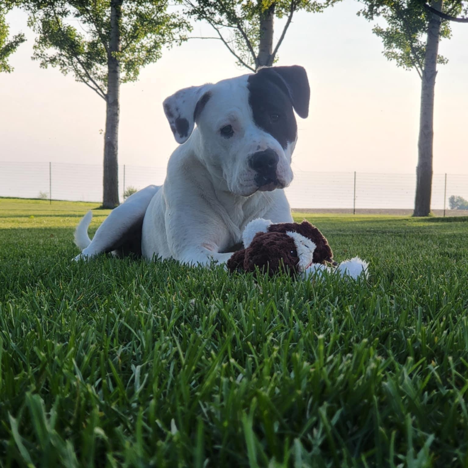 Rhodes, a Adoptable Pit Bull Terrier in Chicago, IL image 5/6