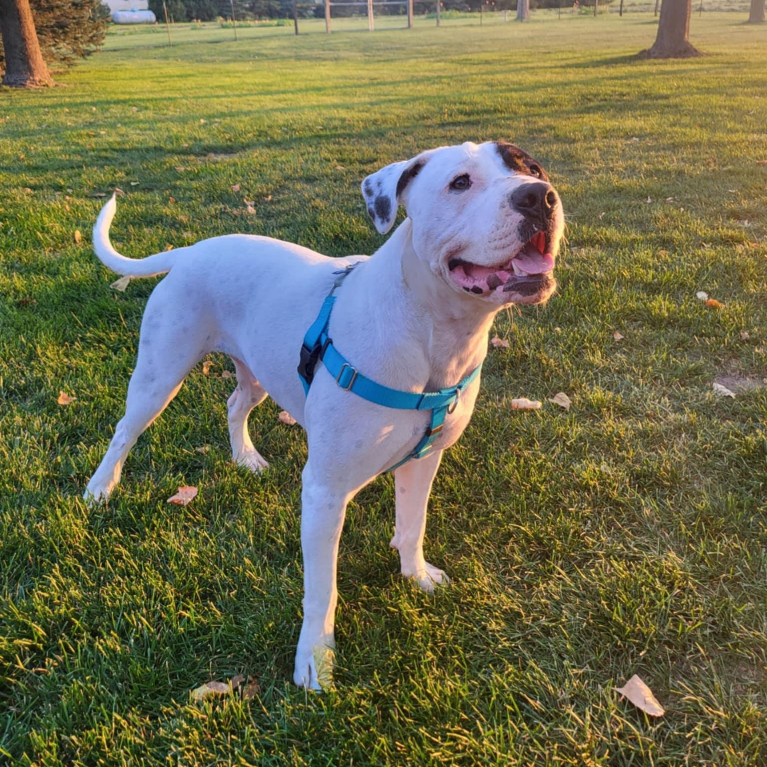 Rhodes, a Adoptable Pit Bull Terrier in Chicago, IL image 6/6