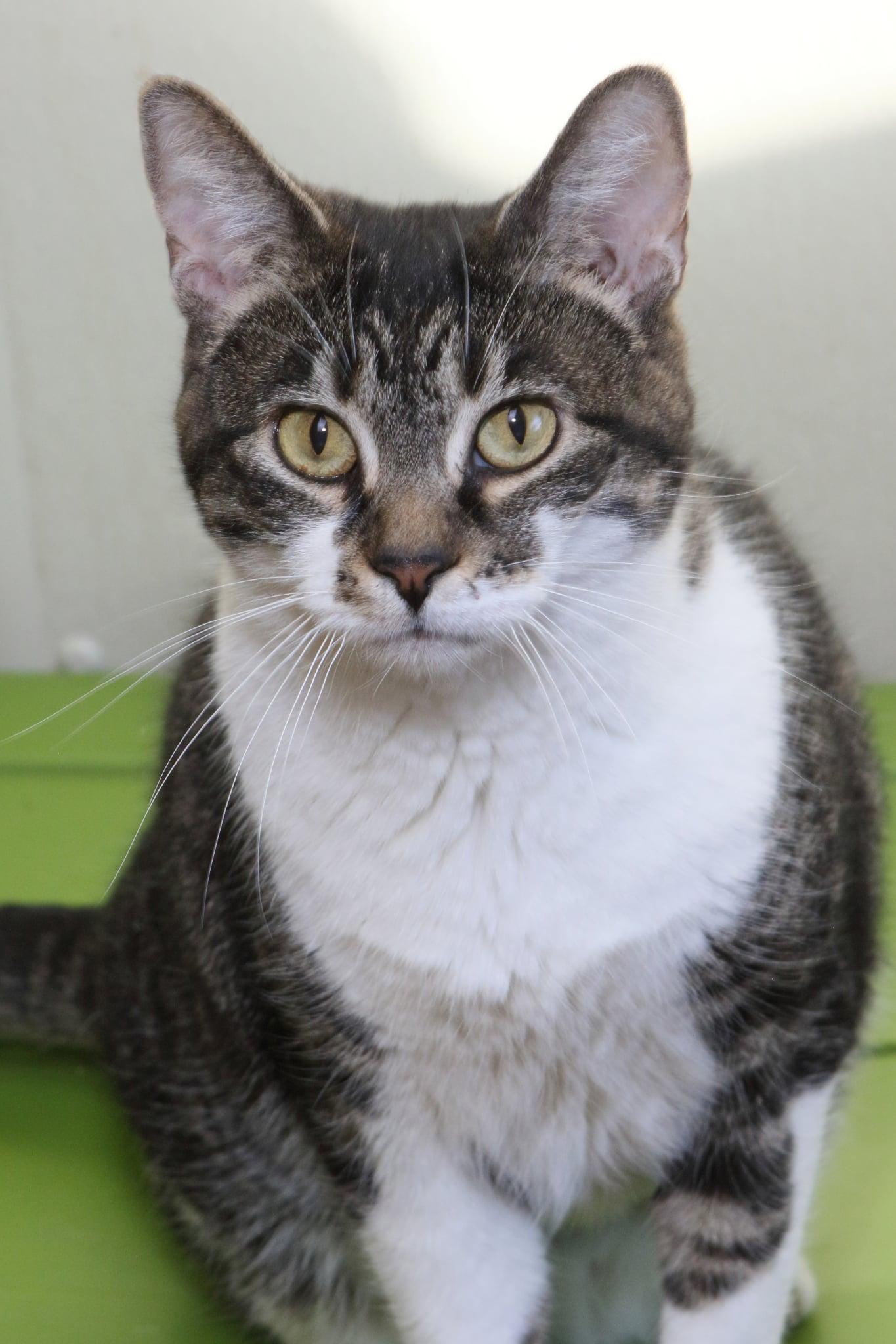 Enlarge Daesha, a Adopted Domestic Short Hair in Austin, MN image 1/3