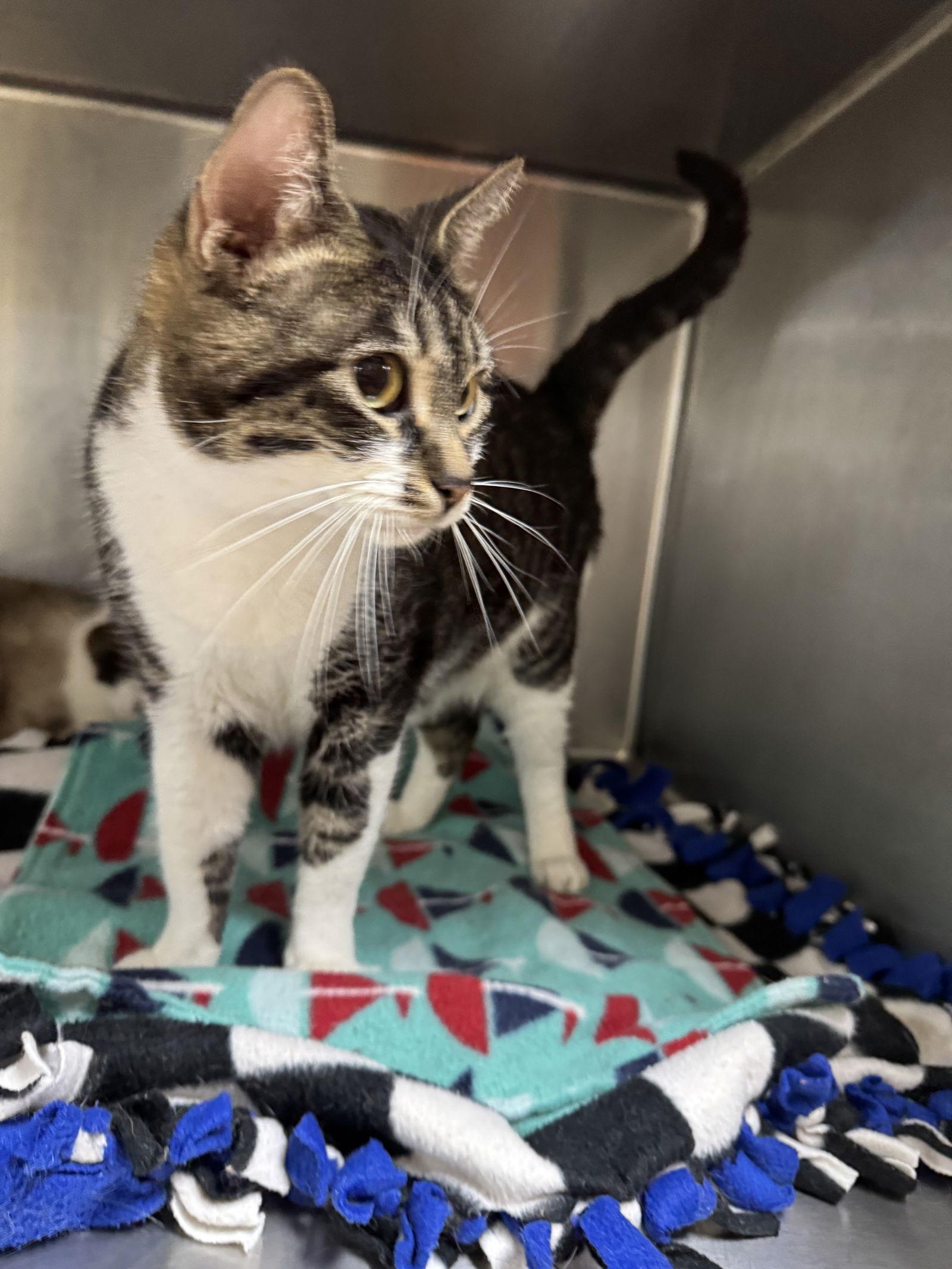 Enlarge Daesha, a Adopted Domestic Short Hair in Austin, MN image 2/3