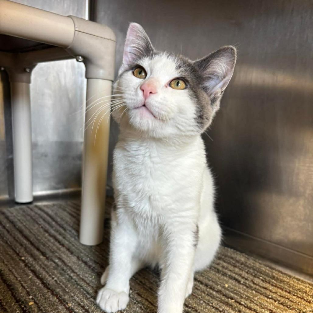 Enlarge Pepper, a Adoptable Domestic Short Hair in Sand Springs, OK image 1/3