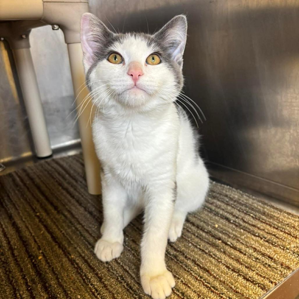 Enlarge Pepper, a Adoptable Domestic Short Hair in Sand Springs, OK image 2/3