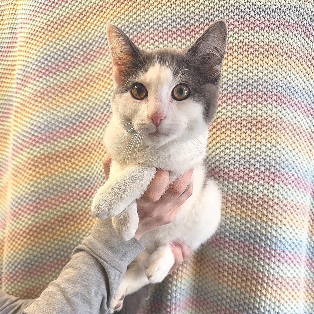 Enlarge Pepper, a Adoptable Domestic Short Hair in Sand Springs, OK image 3/3