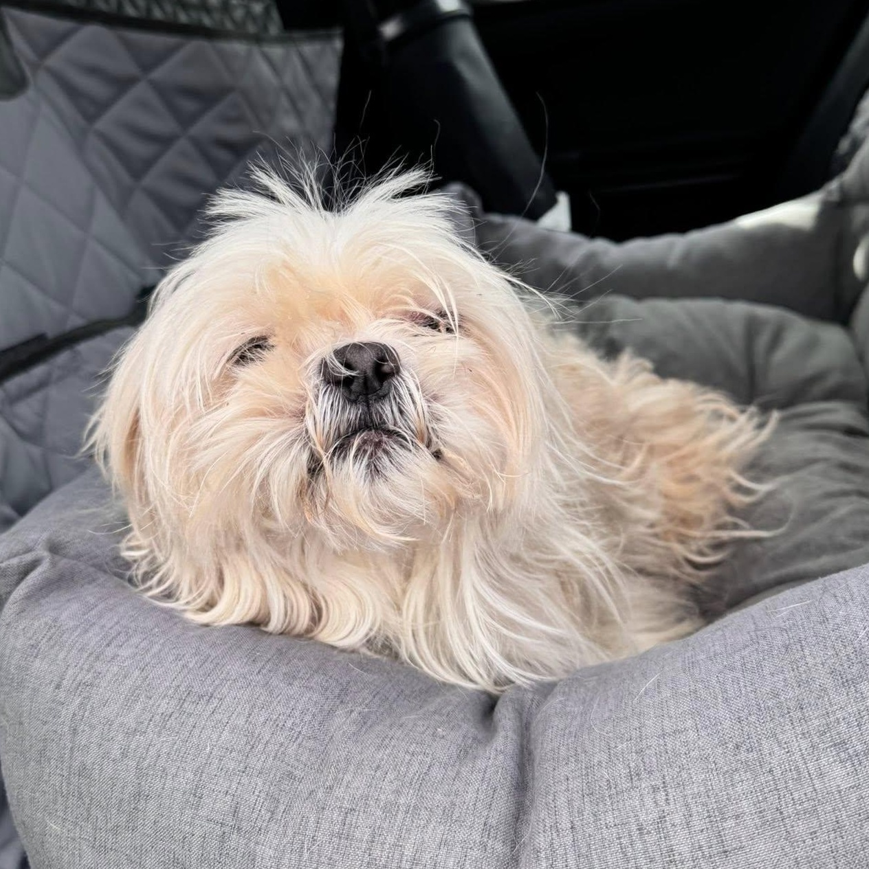 Jim, a Adoptable Shih Tzu in Rockville, MD image 5/5