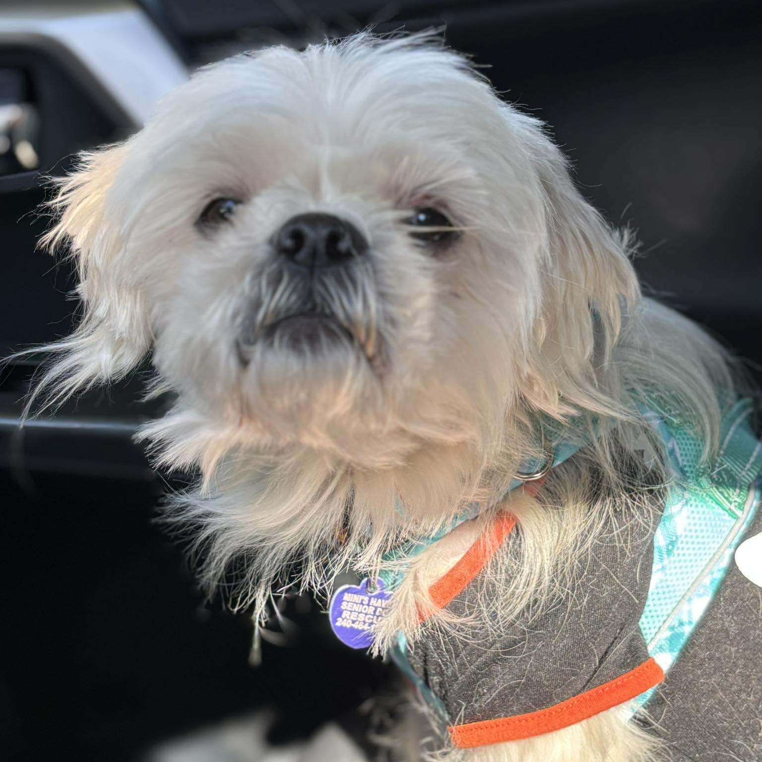Jim, a Adoptable Shih Tzu in Rockville, MD image 1/5