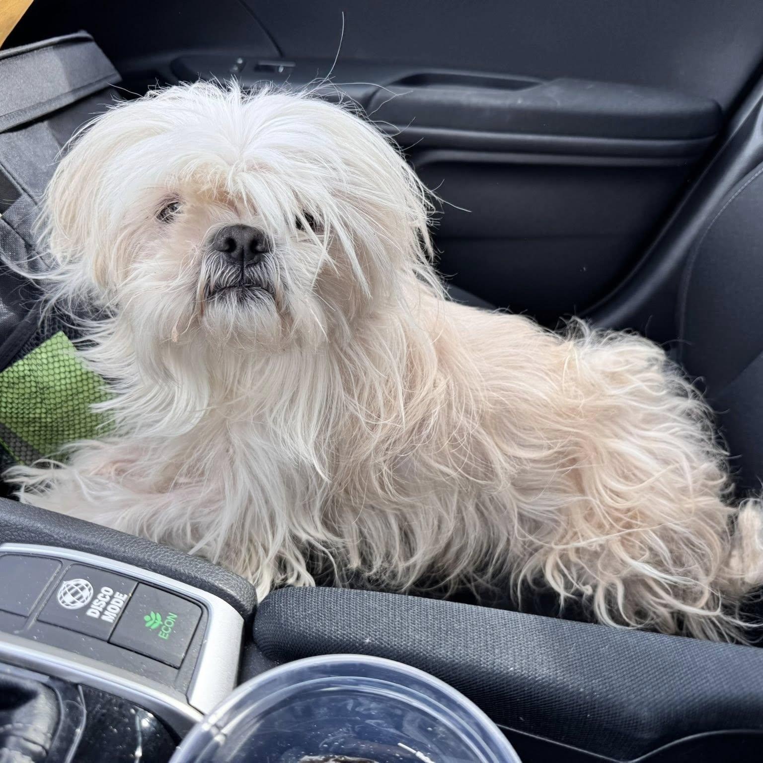 Jim, a Adoptable Shih Tzu in Rockville, MD image 2/5