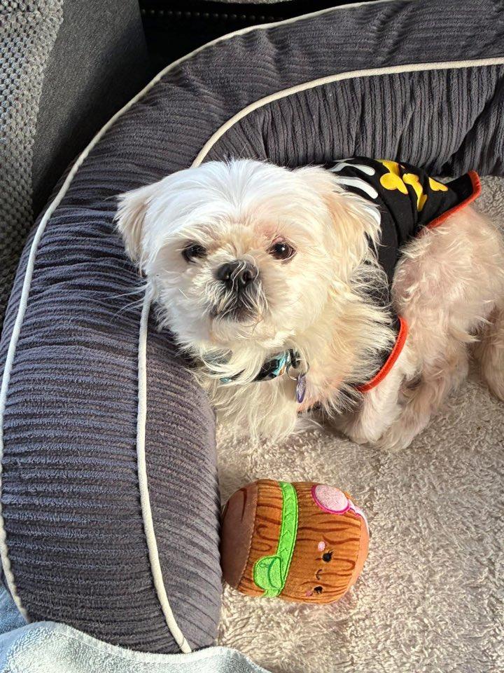 Jim, a Adoptable Shih Tzu in Rockville, MD image 3/5