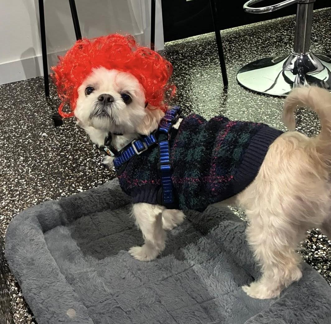 Jim, a Adoptable Shih Tzu in Rockville, MD image 4/5