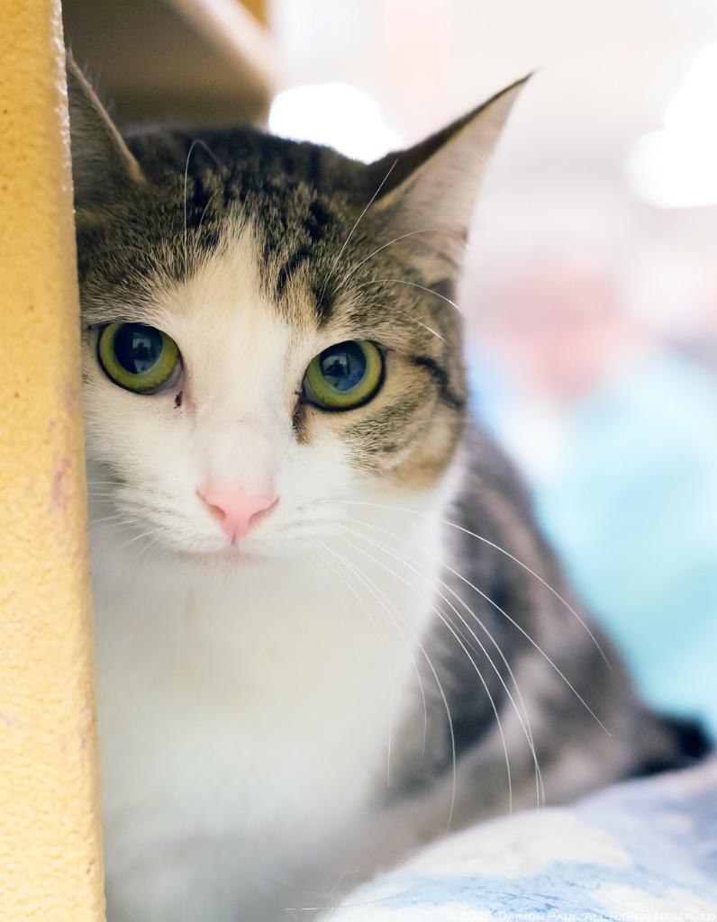Marceline, Adoptable, Young Female Domestic Short Hair.