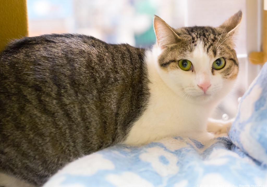Enlarge Marceline, a Adoptable mixed breed in Camp Hill, PA image 2/2
