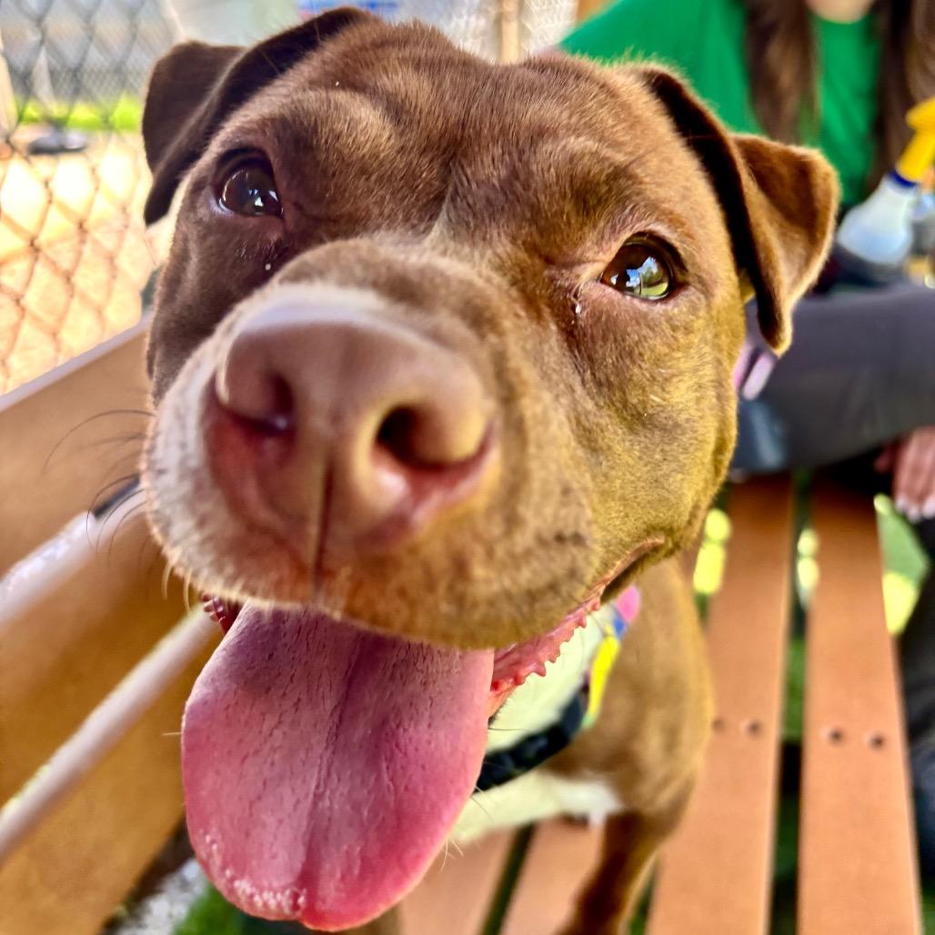 Lucy Chen, Adoptable, Adult Female Mixed Breed.