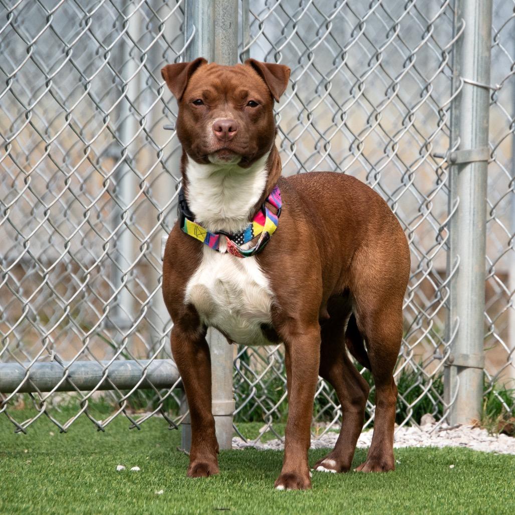 Lucy Chen, a Adoptable Mixed Breed in Parkersburg, WV image 2/5