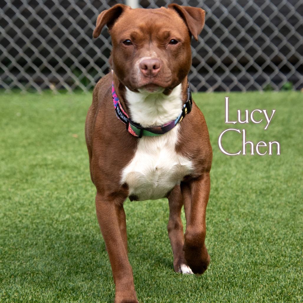 Lucy Chen, a Adoptable Mixed Breed in Parkersburg, WV image 3/5
