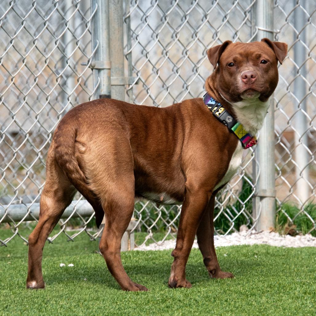 Lucy Chen, a Adoptable Mixed Breed in Parkersburg, WV image 4/5