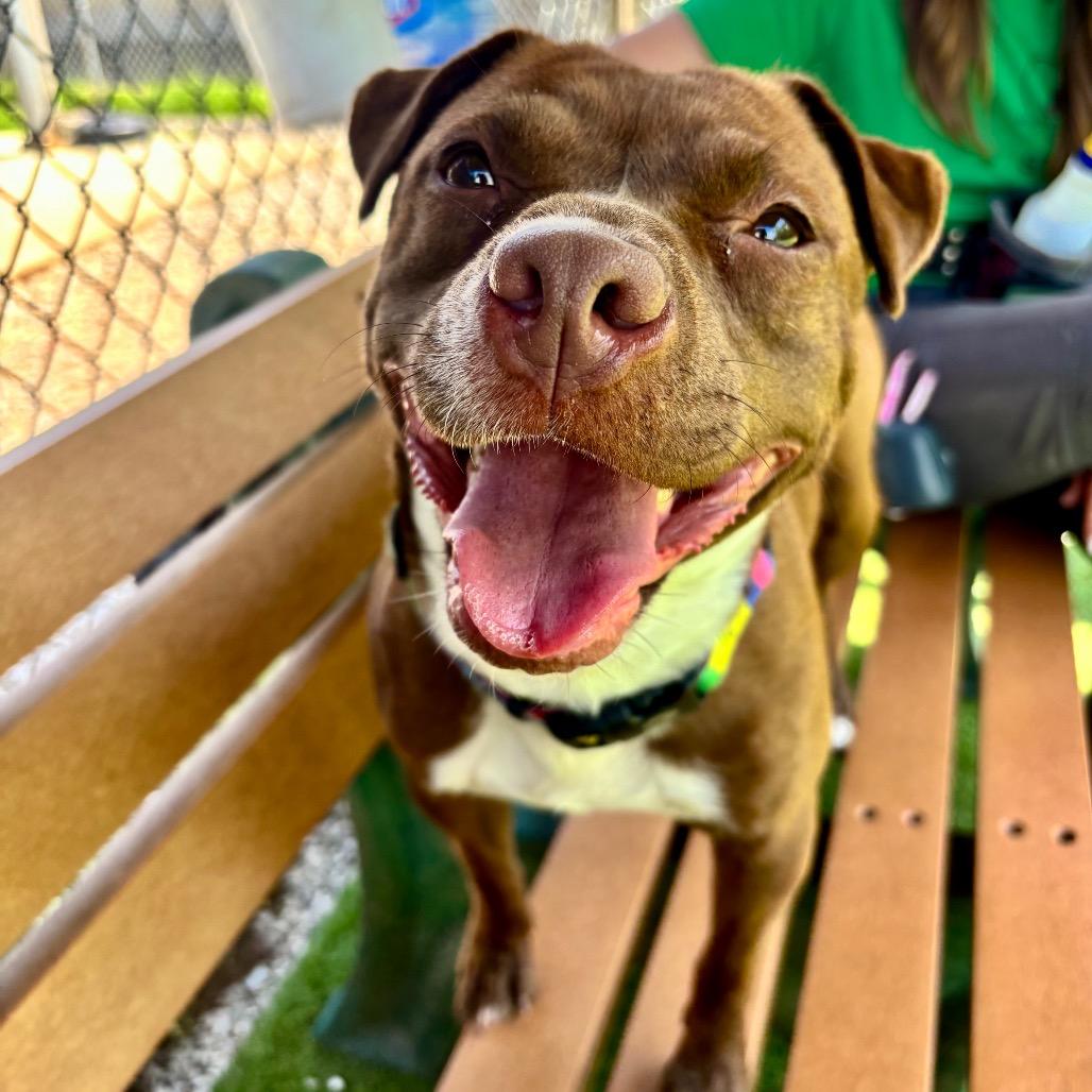 Lucy Chen, a Adoptable Mixed Breed in Parkersburg, WV image 5/5
