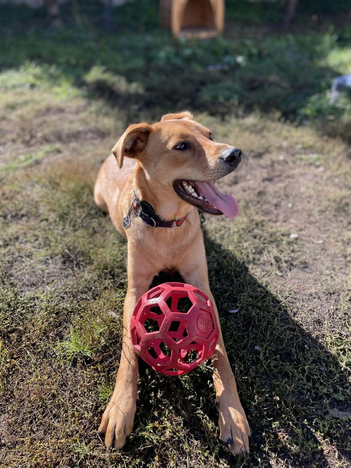 Enlarge Bear, a ADOPTABLE mixed breed in Whistler, BC image 2/5