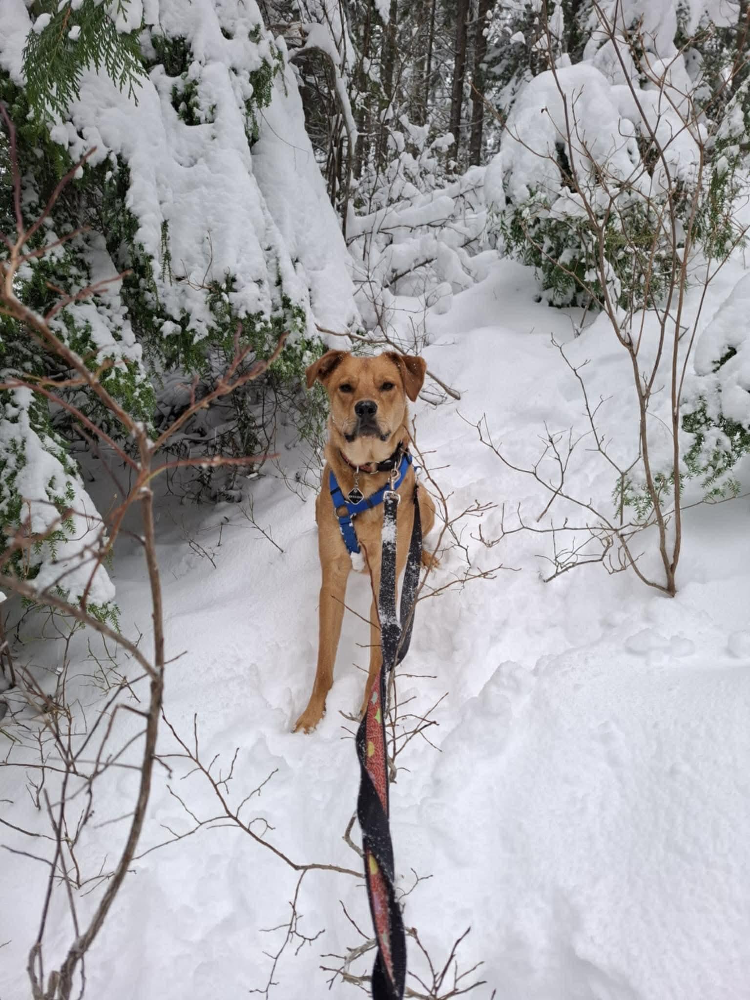 Enlarge Bear, a ADOPTABLE mixed breed in Whistler, BC image 4/5