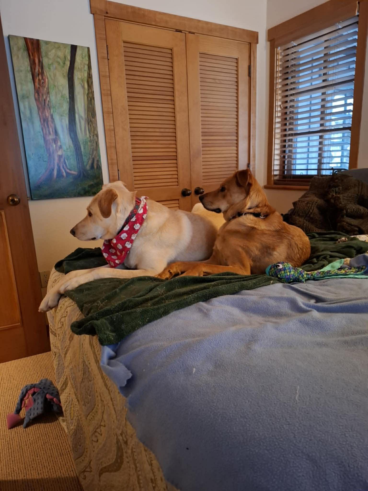 Enlarge Bear, a ADOPTABLE mixed breed in Whistler, BC image 3/5