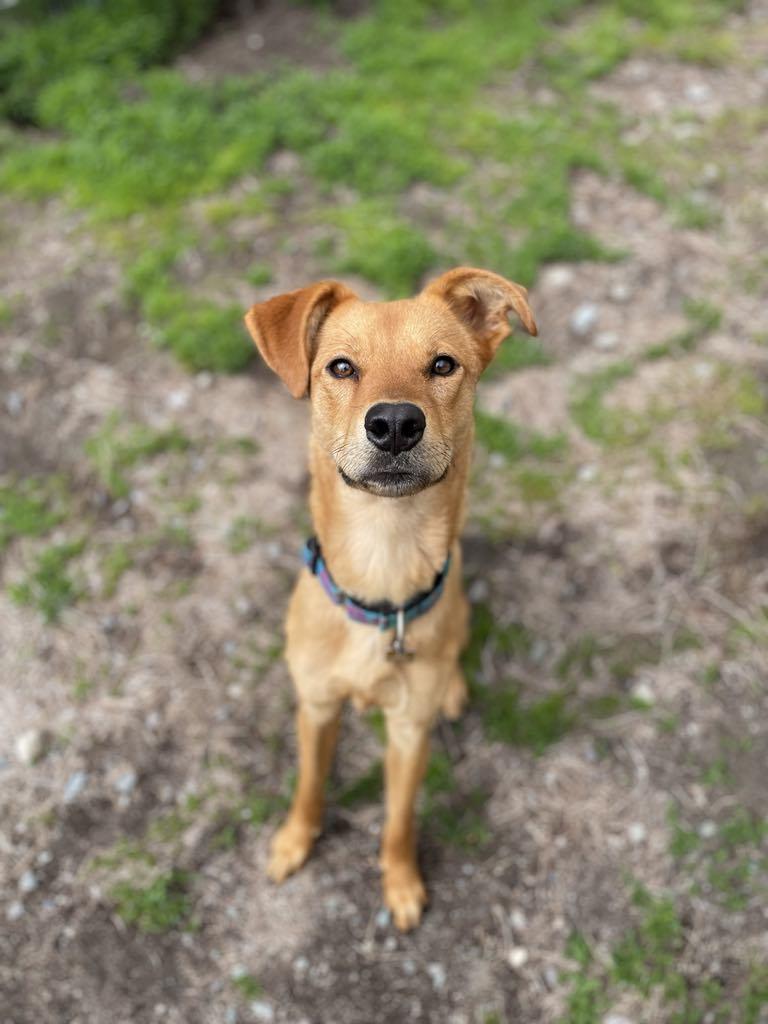 Bear, ADOPTABLE, Young Male Shepherd.