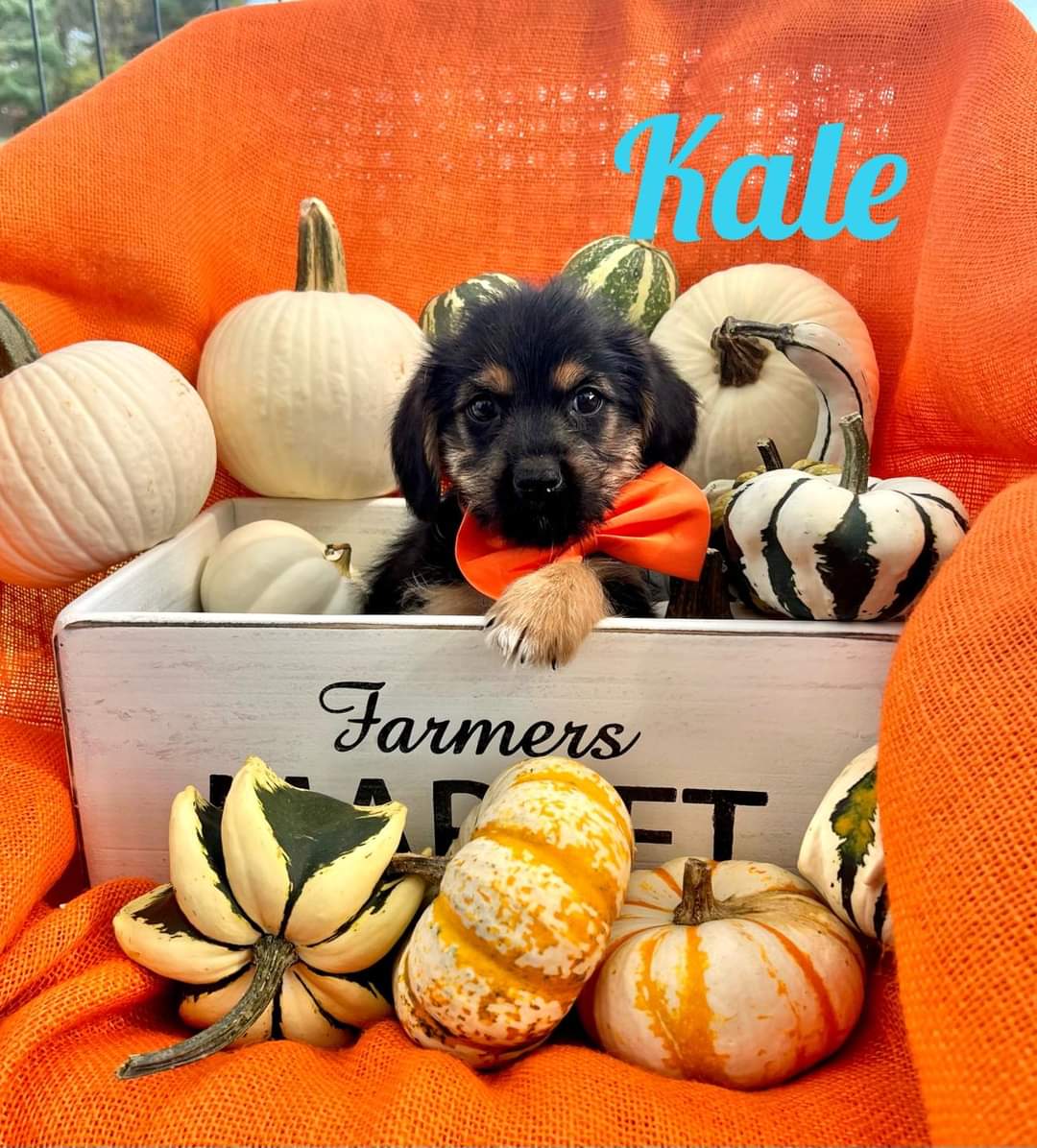 Dog for adoption Kale, a Shorkie Mix in Washington , PA Petfinder