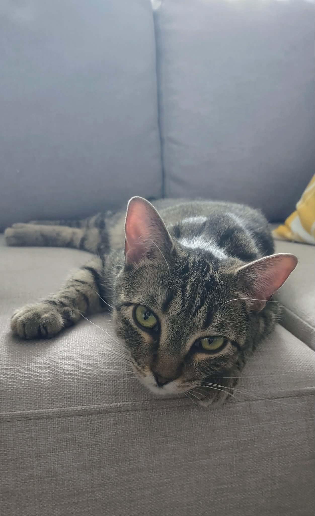 Enlarge Evelyn, a Adoptable Domestic Short Hair in Shakespeare, ON image 3/6