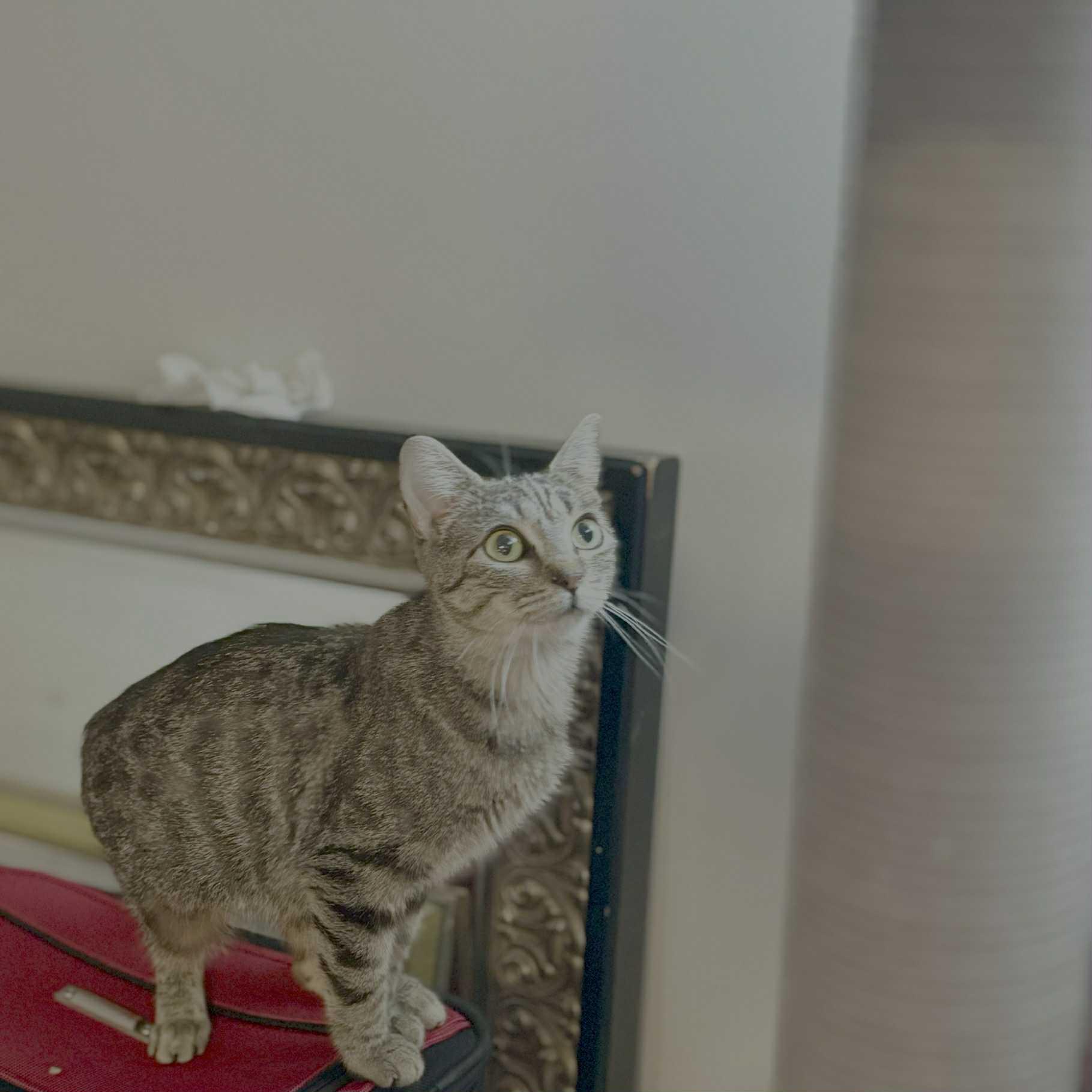 Enlarge Evelyn, a Adoptable Domestic Short Hair in Shakespeare, ON image 2/4