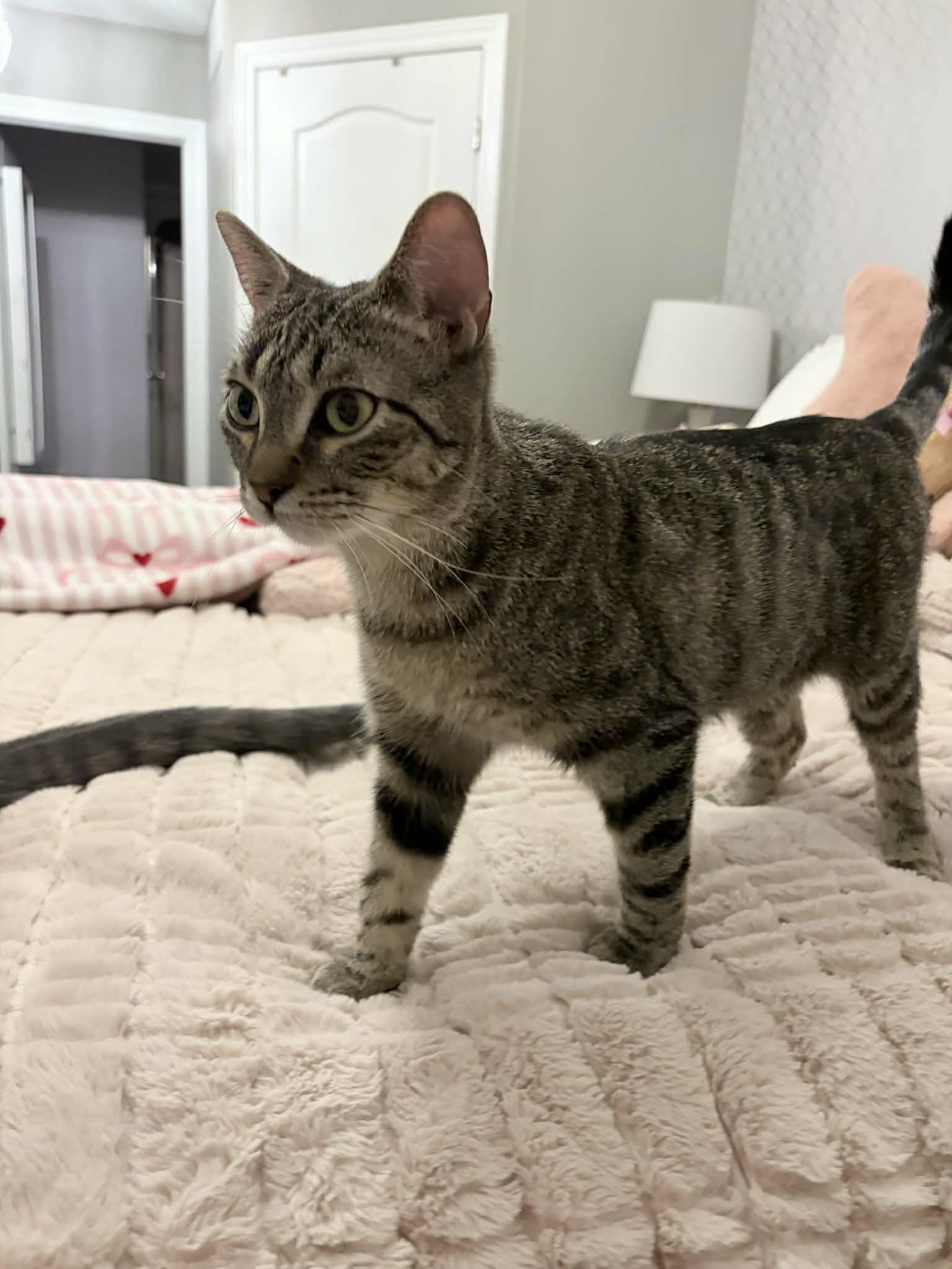 Evelyn, Adoptable, Young Female Domestic Short Hair.