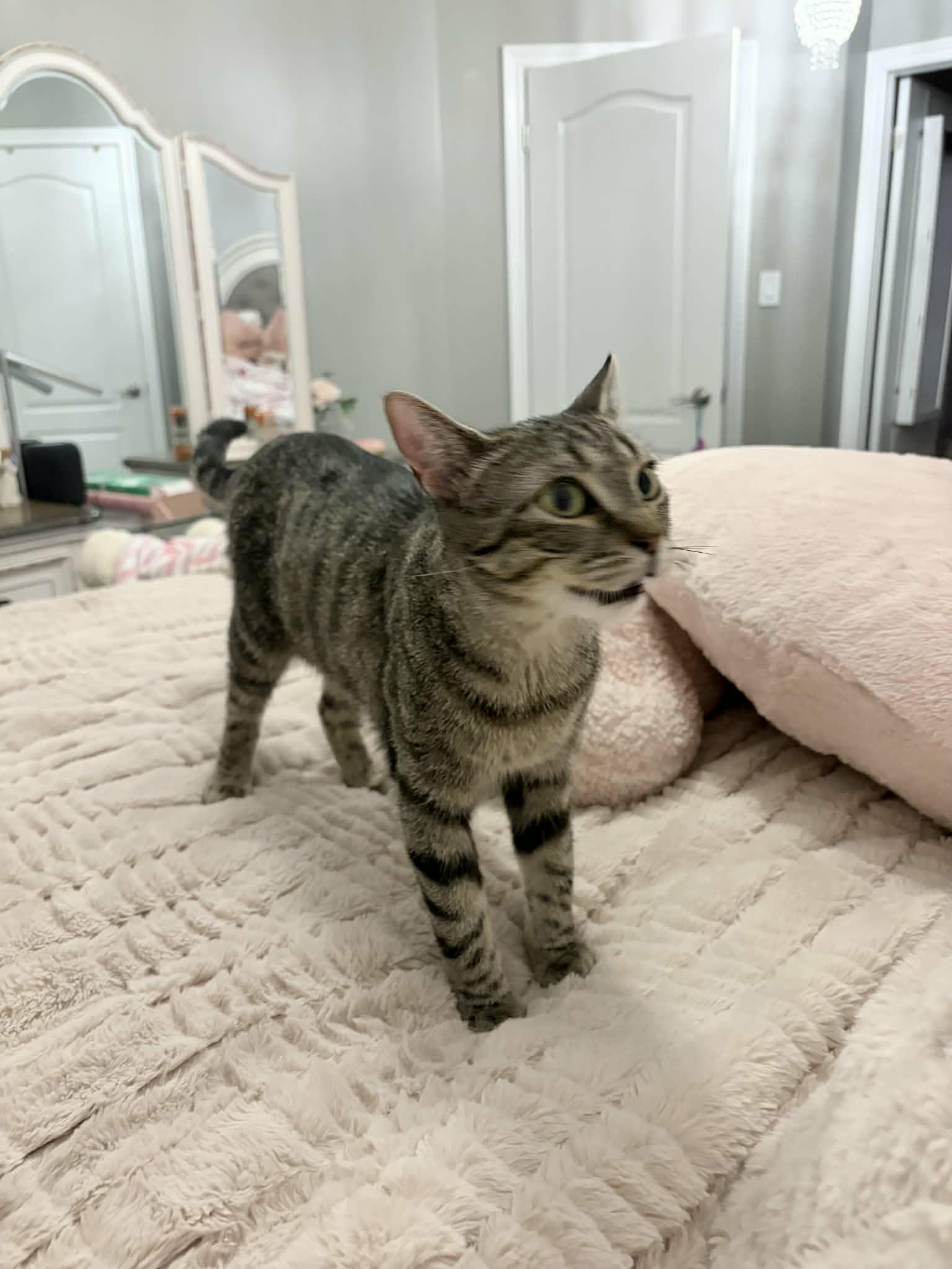 Enlarge Evelyn, a Adoptable Domestic Short Hair in Shakespeare, ON image 4/6