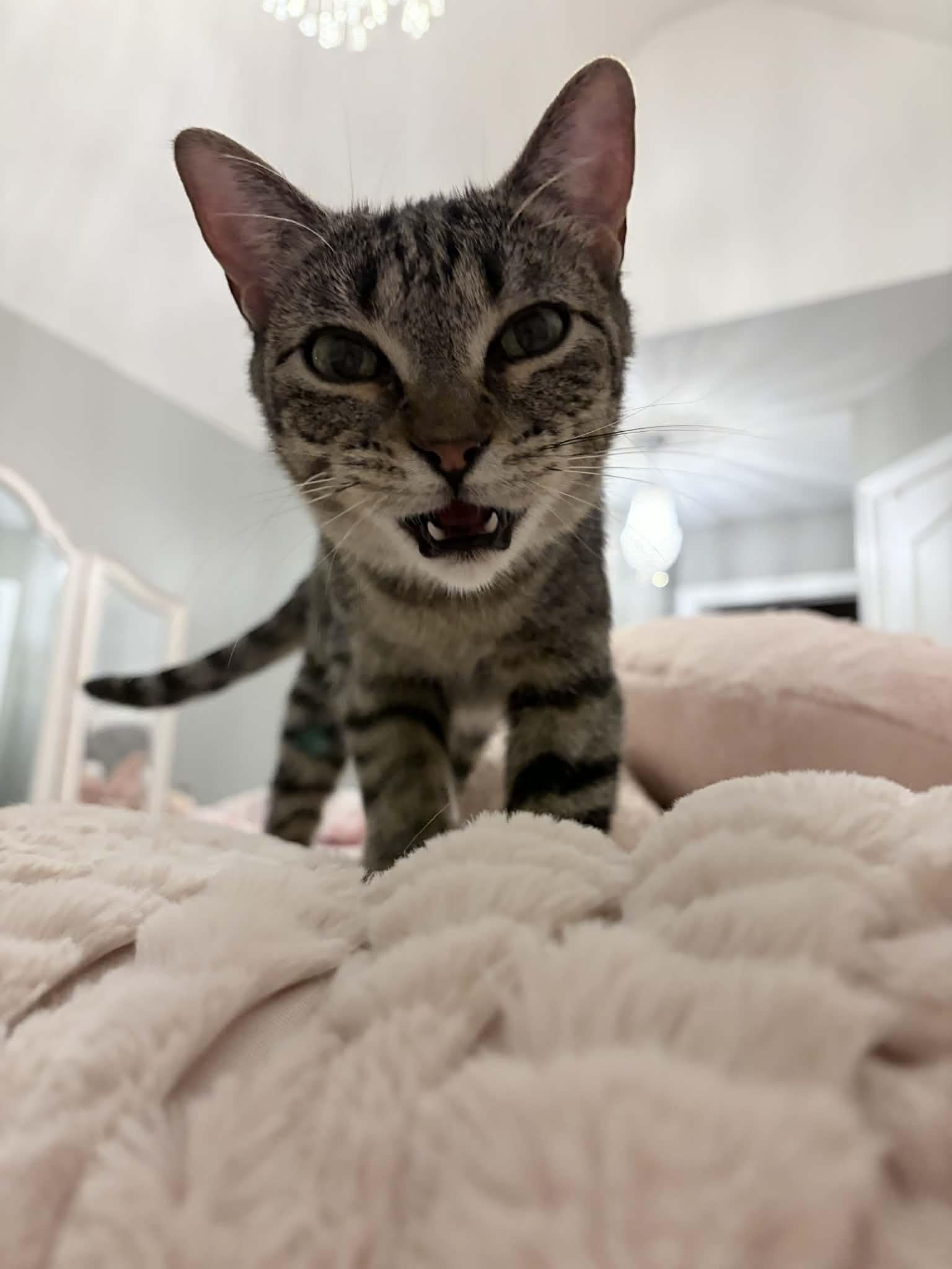 Enlarge Evelyn, a Adoptable Domestic Short Hair in Shakespeare, ON image 2/6