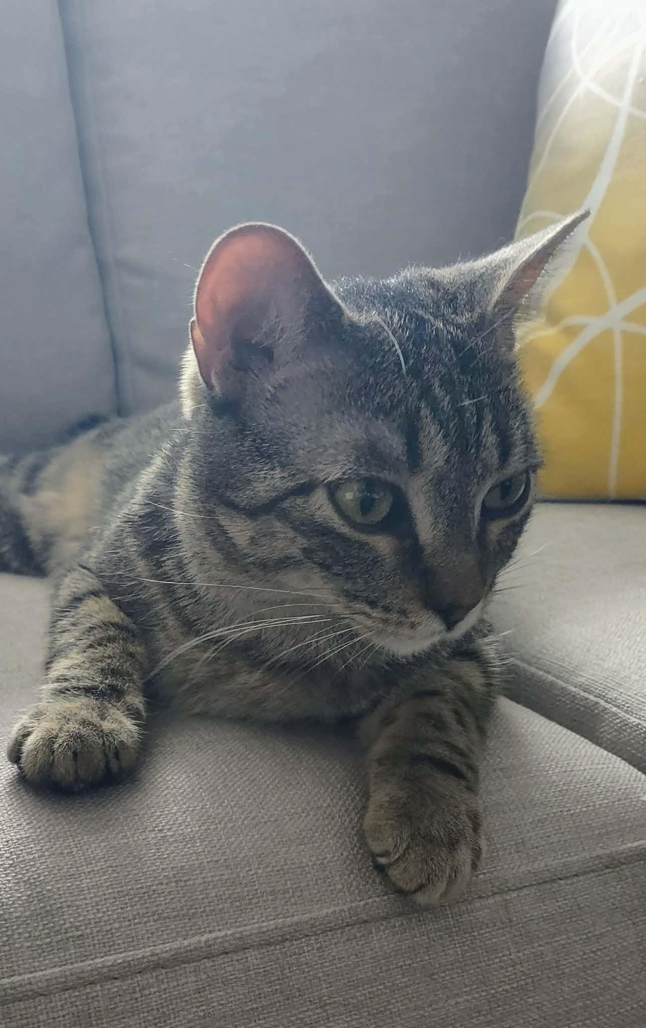 Evelyn, Adoptable, Young Female Domestic Short Hair.