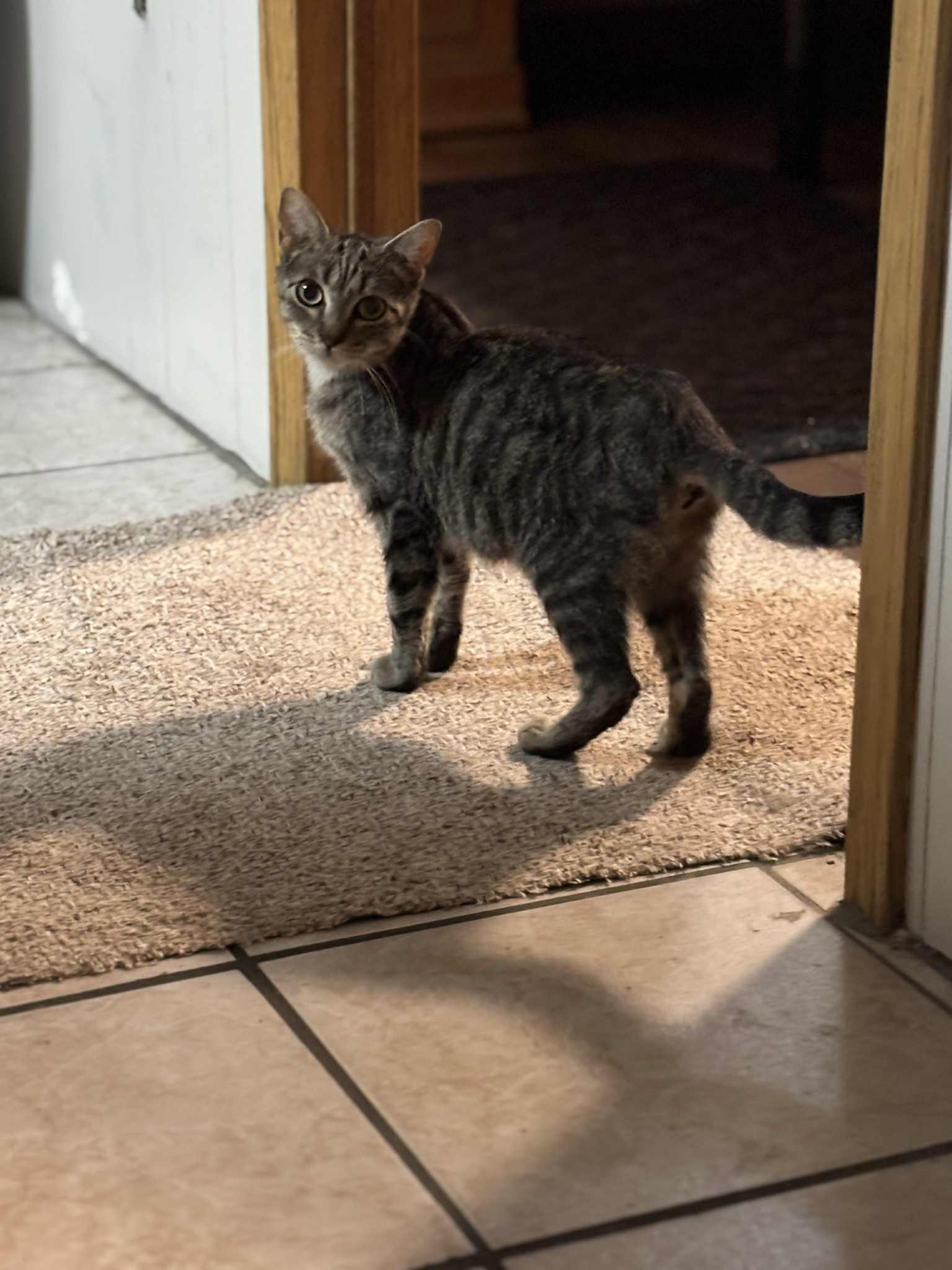 Enlarge Evelyn, a Adoptable Domestic Short Hair in Shakespeare, ON image 3/4