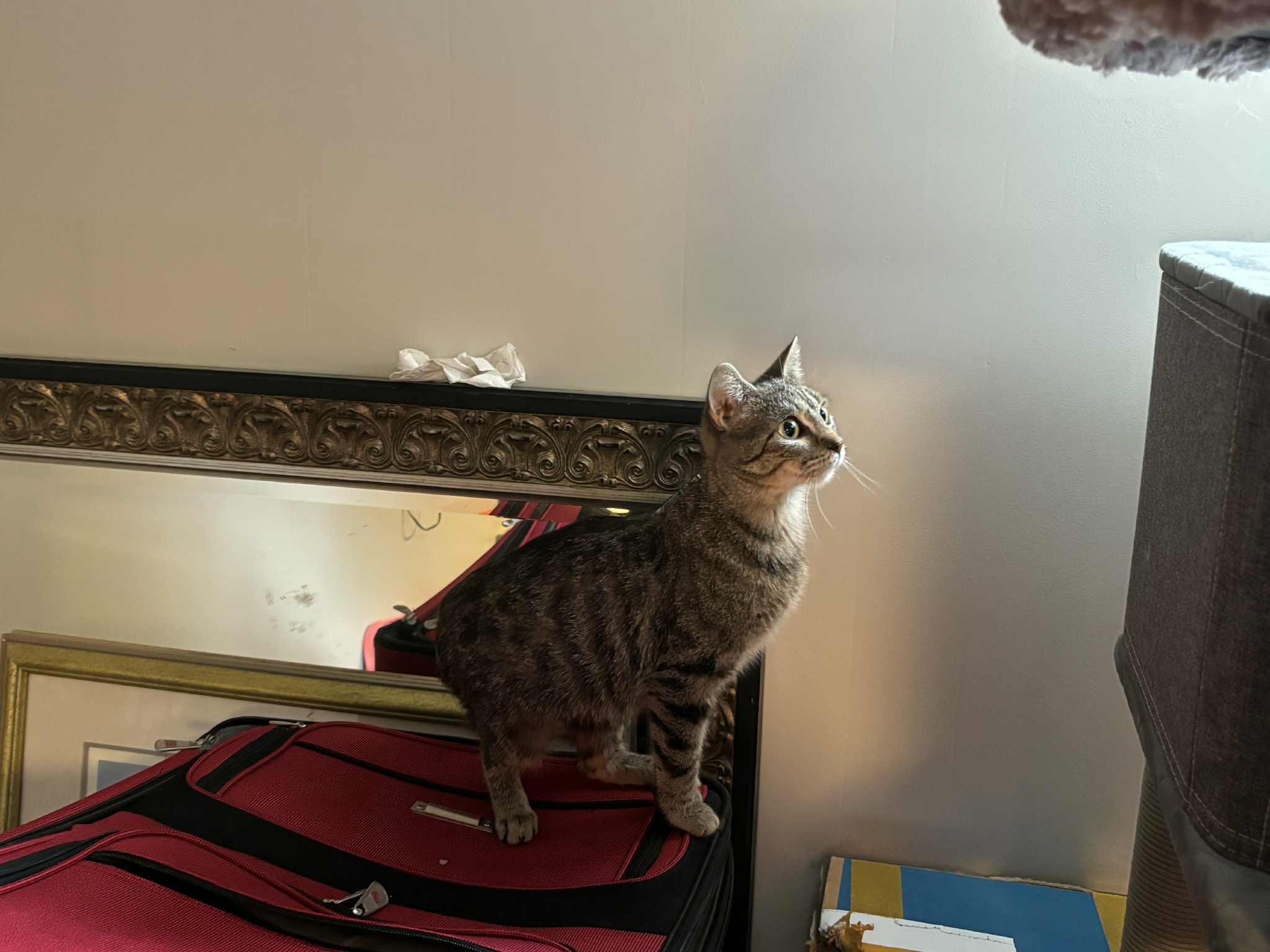 Enlarge Evelyn, a Adoptable Domestic Short Hair in Shakespeare, ON image 4/4