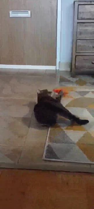 Enlarge Evelyn, a Adoptable Domestic Short Hair in Shakespeare, ON video 4/6