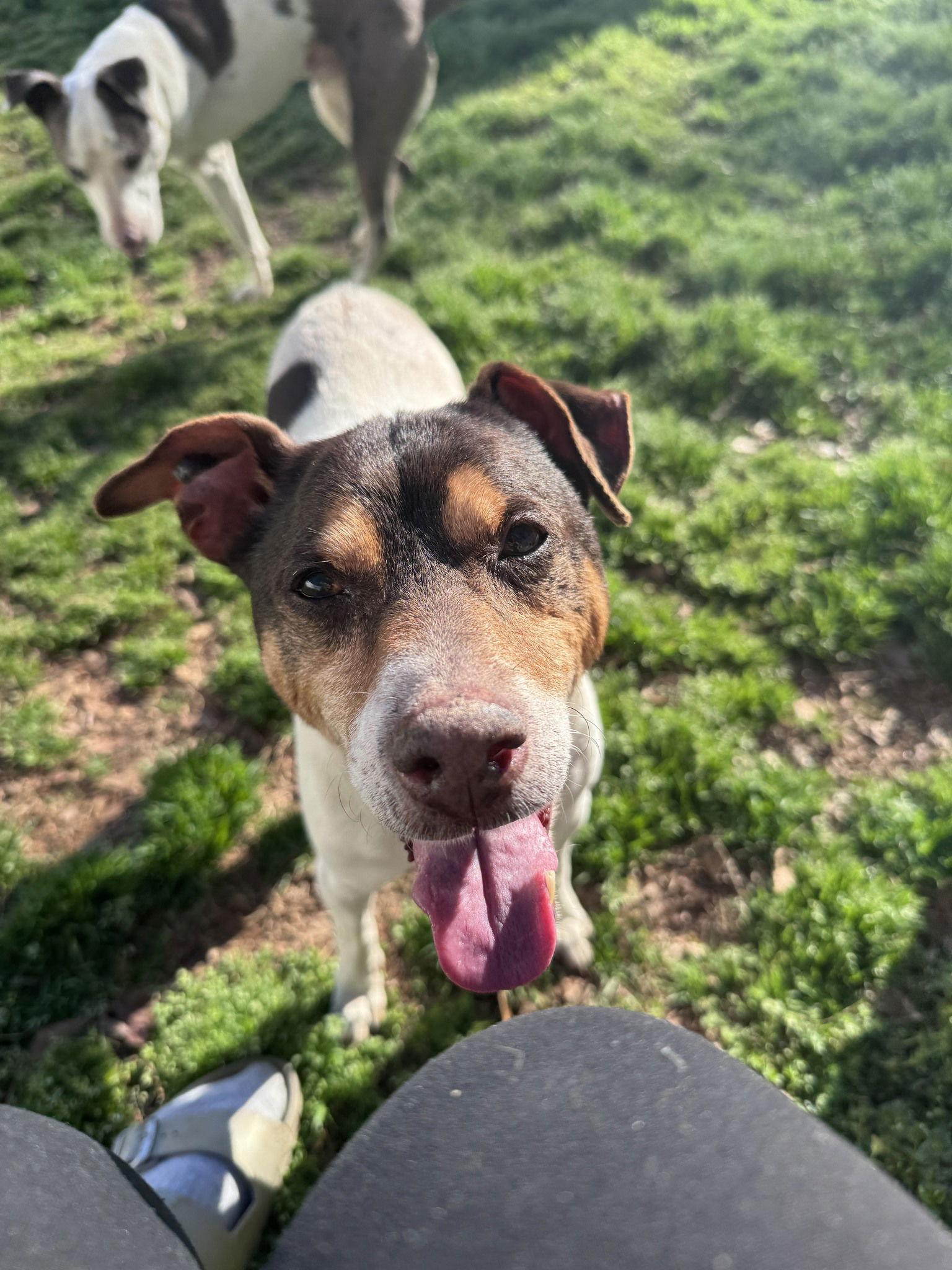 Enlarge Woodford, a Adoptable Rat Terrier in Greenville, SC image 1/3
