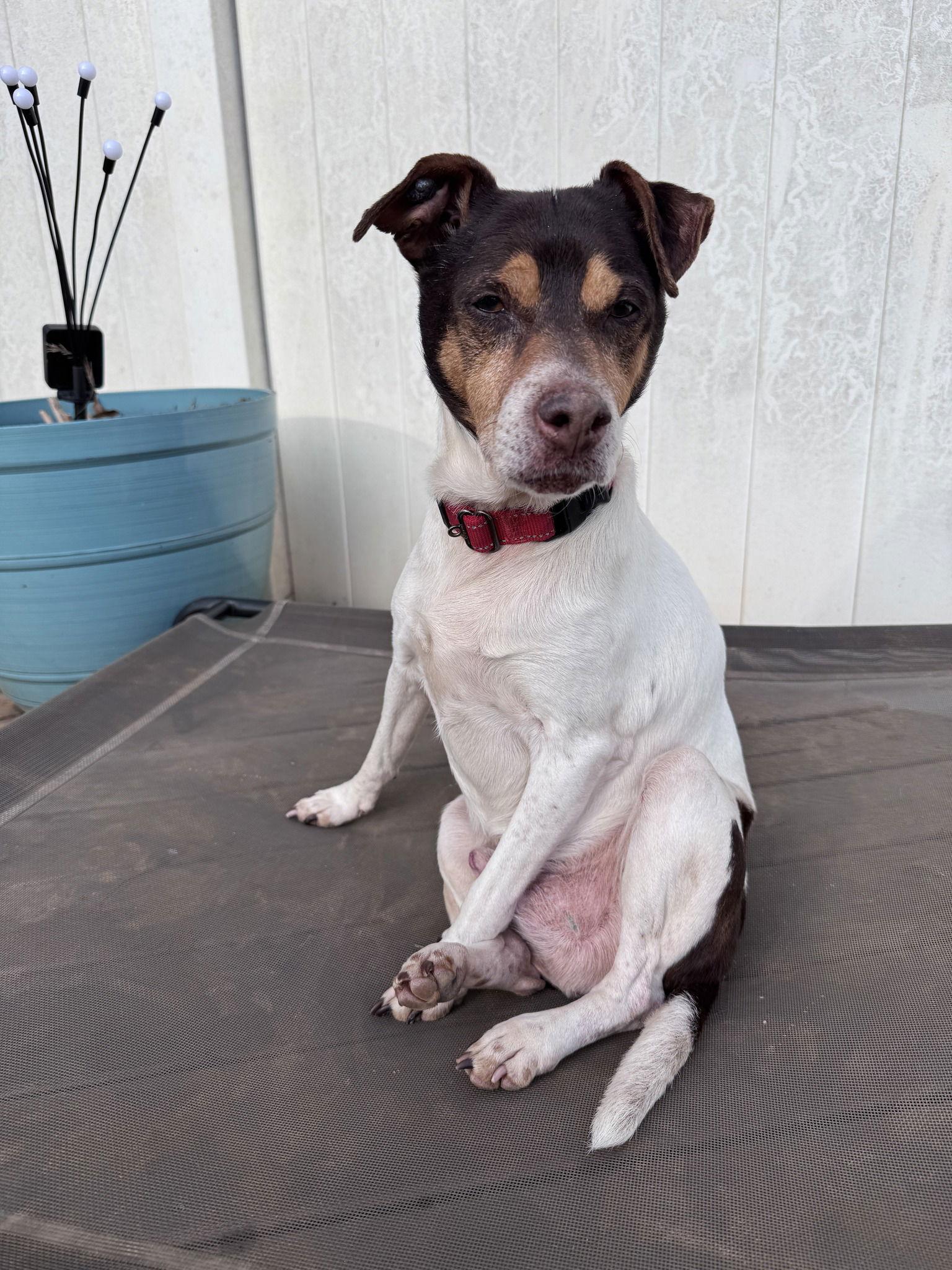 Enlarge Woodford, a Adoptable Rat Terrier in Greenville, SC image 2/3