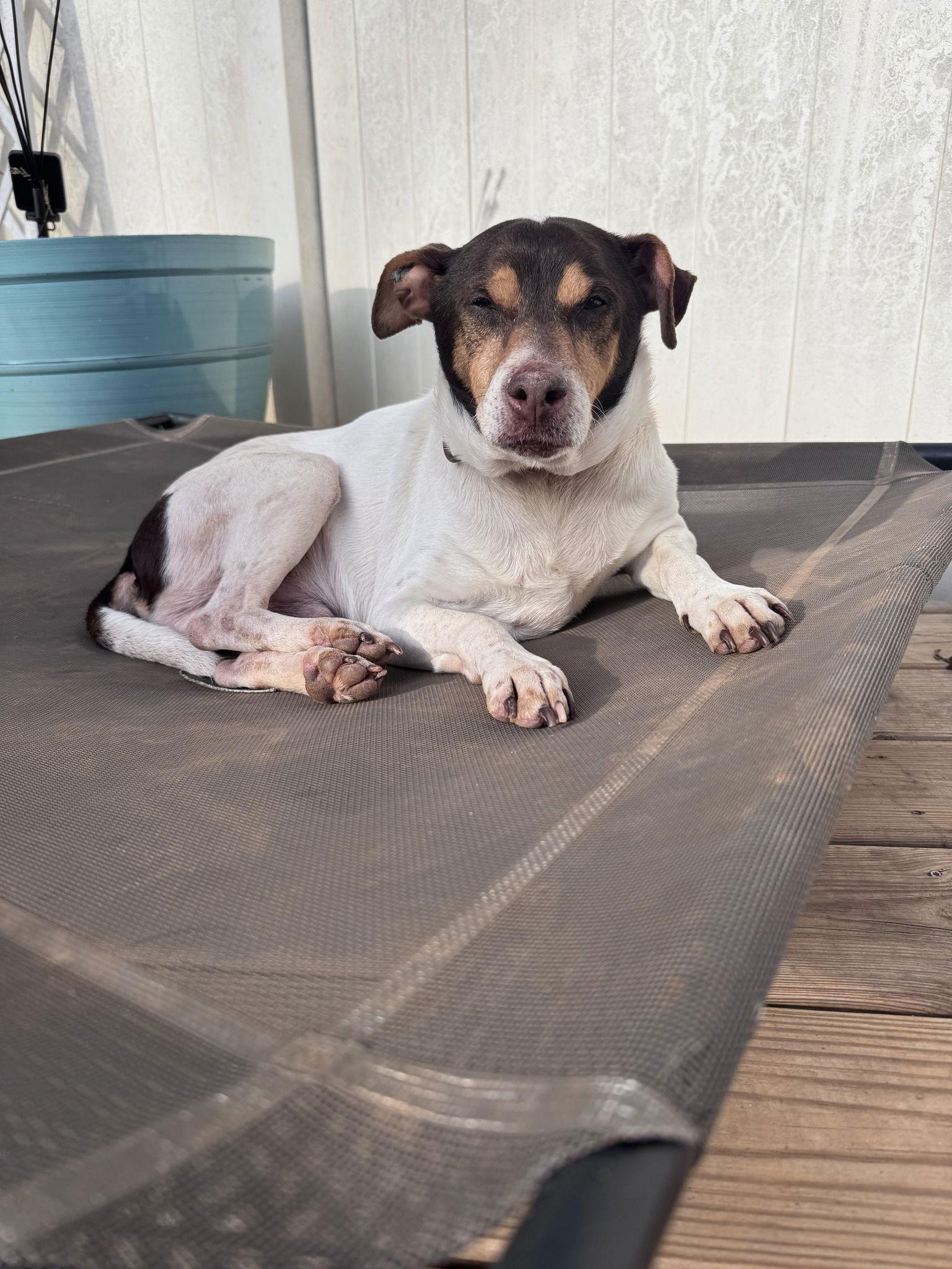 Enlarge Woodford, a Adoptable Rat Terrier in Greenville, SC image 3/3