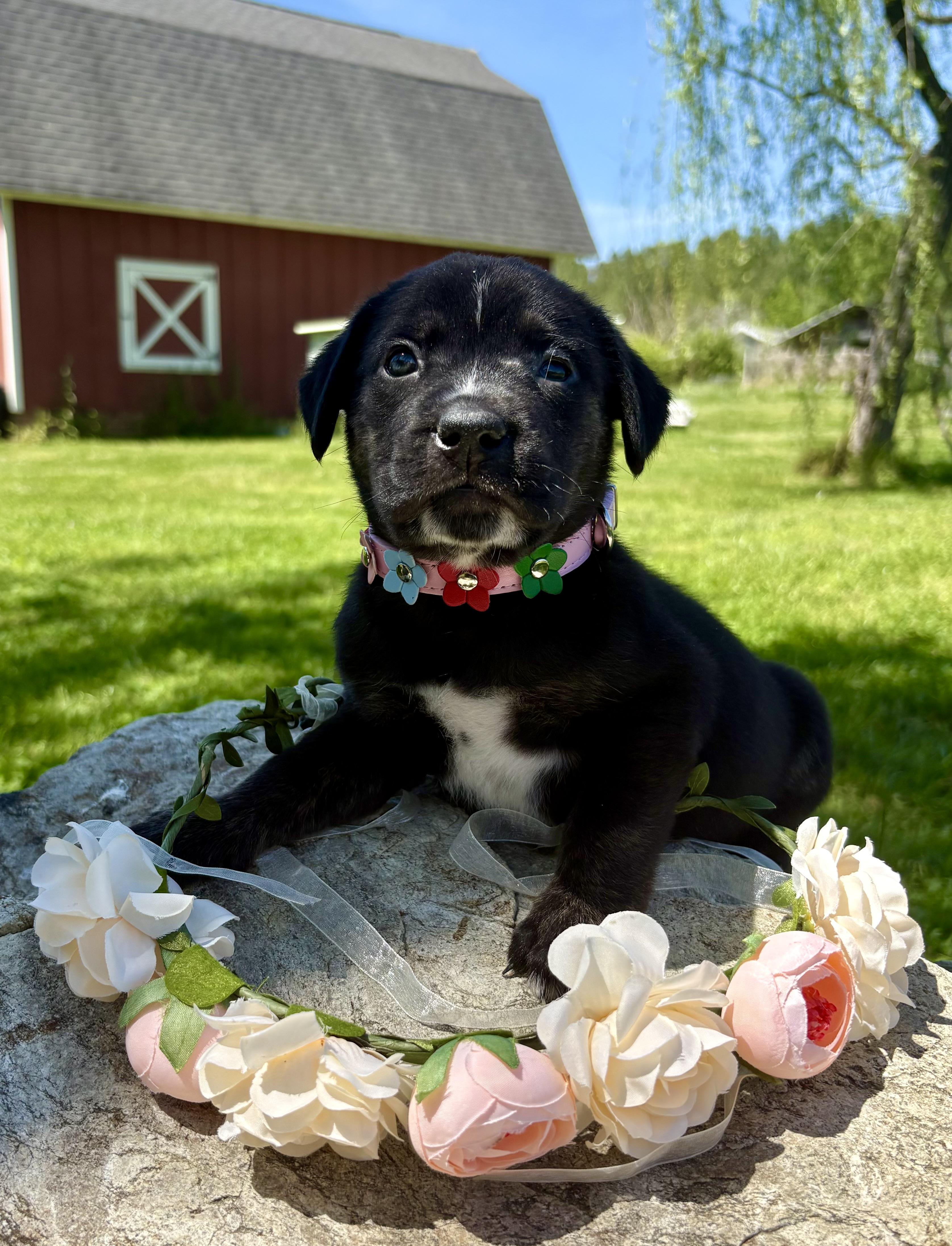 Enlarge Callie, a Adoptable mixed breed in Pittsboro, NC image 1/5