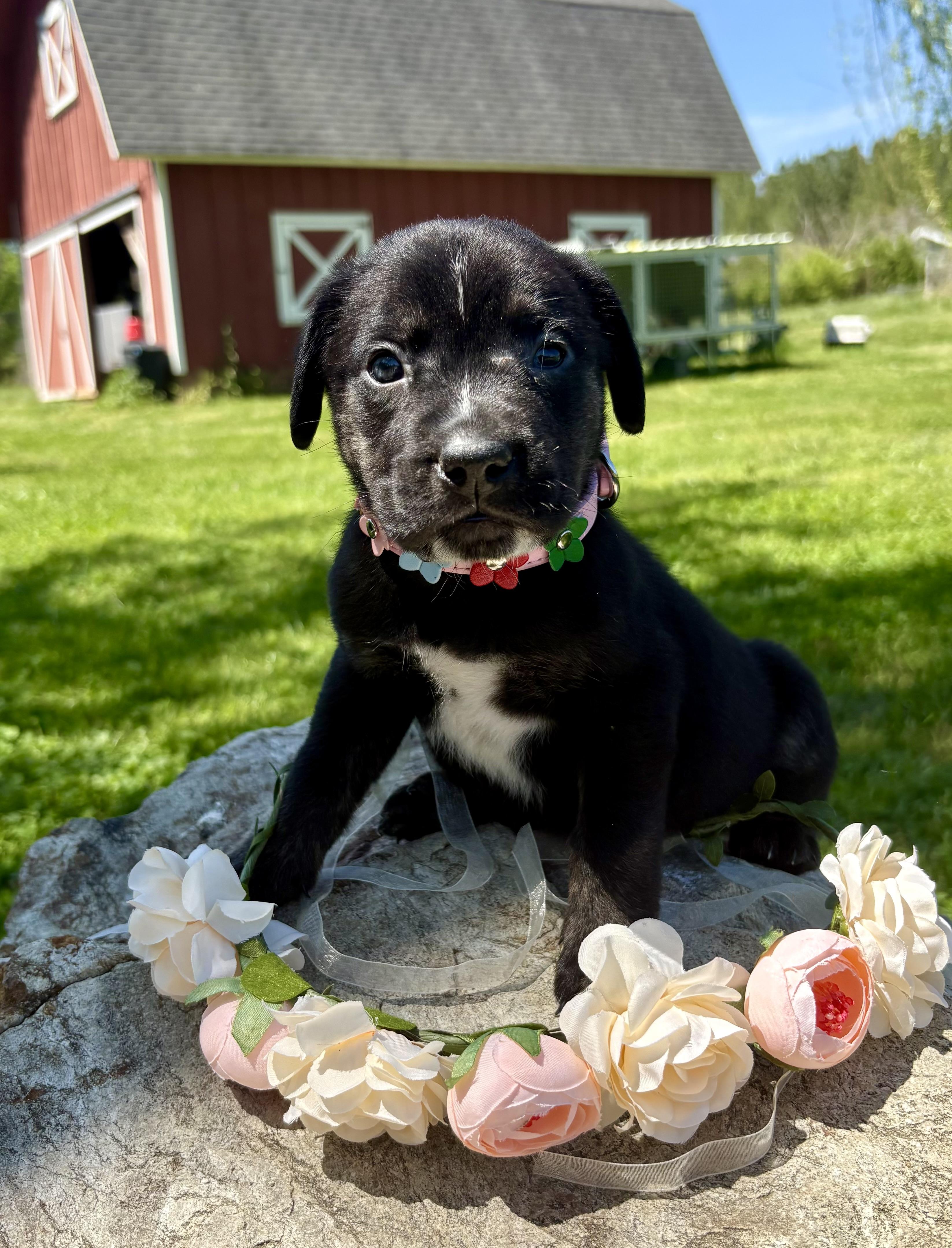 Enlarge Callie, a Adoptable mixed breed in Pittsboro, NC image 3/5