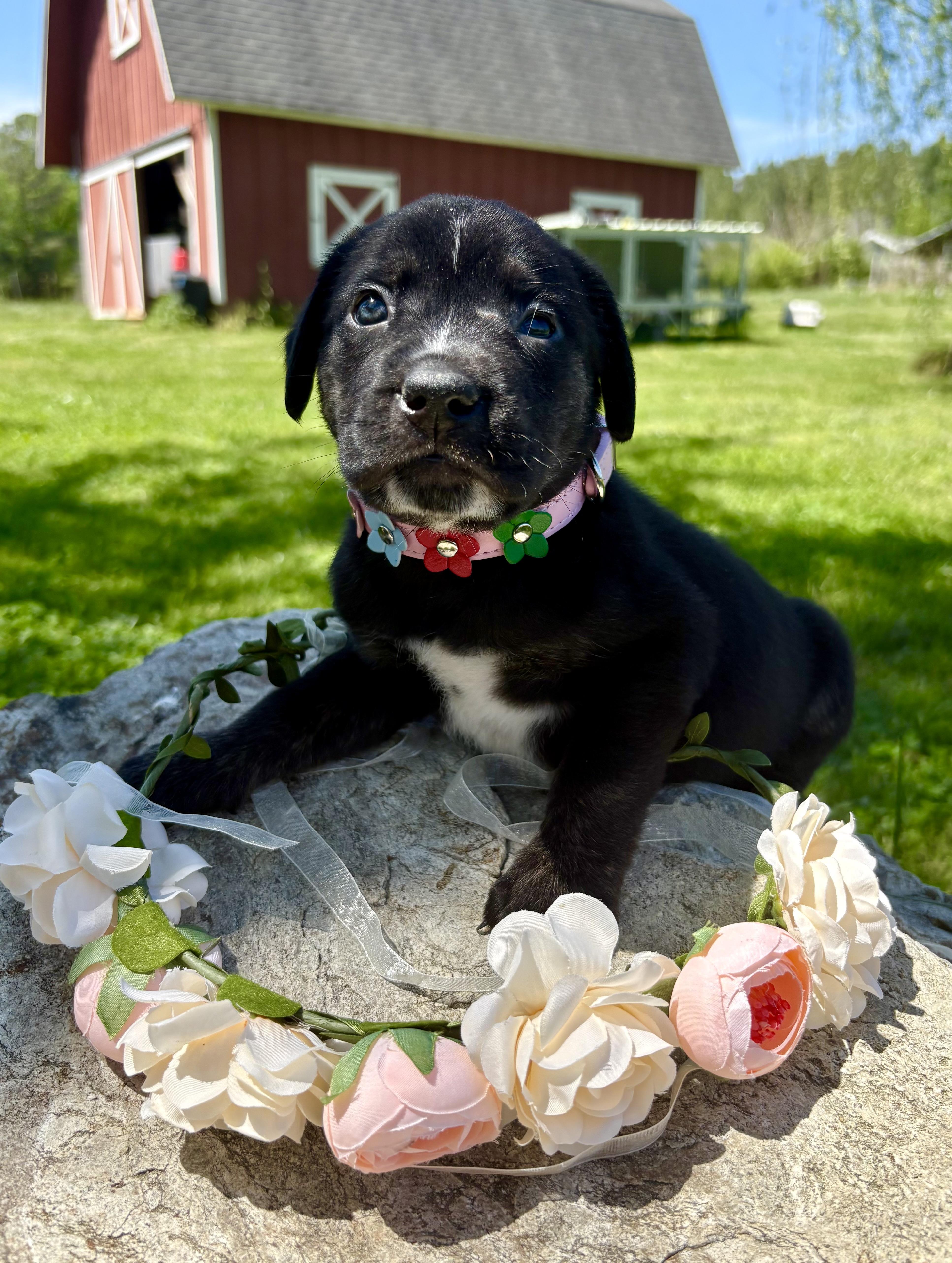 Enlarge Callie, a Adoptable mixed breed in Pittsboro, NC image 4/5