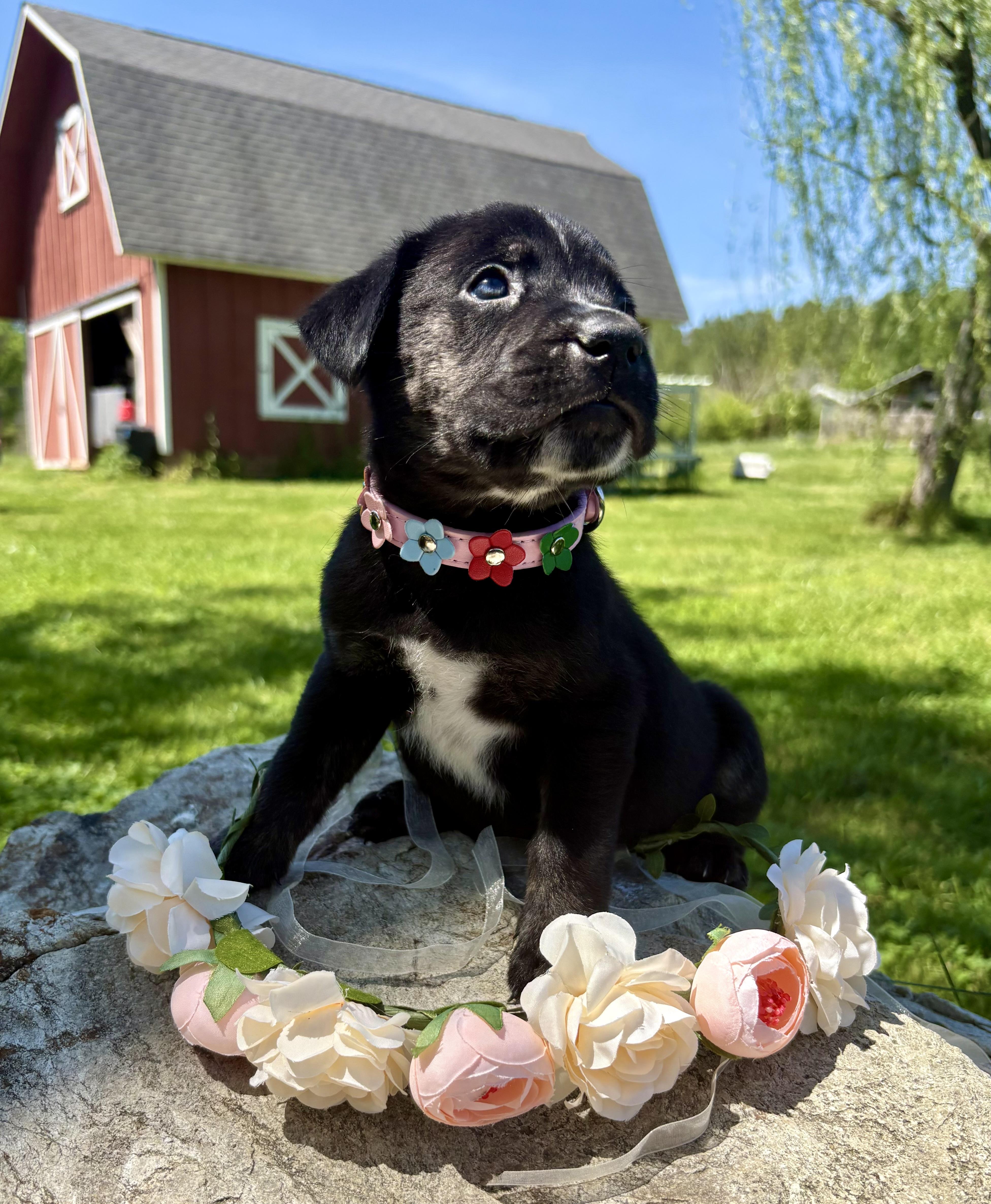 Enlarge Callie, a Adoptable mixed breed in Pittsboro, NC image 2/5