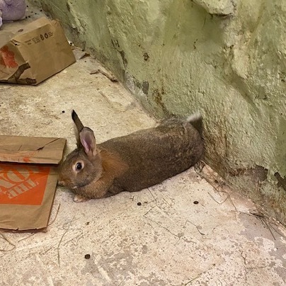 Rabbit for adoption - Solstice, a Bunny Rabbit in Norwalk, CT | Petfinder