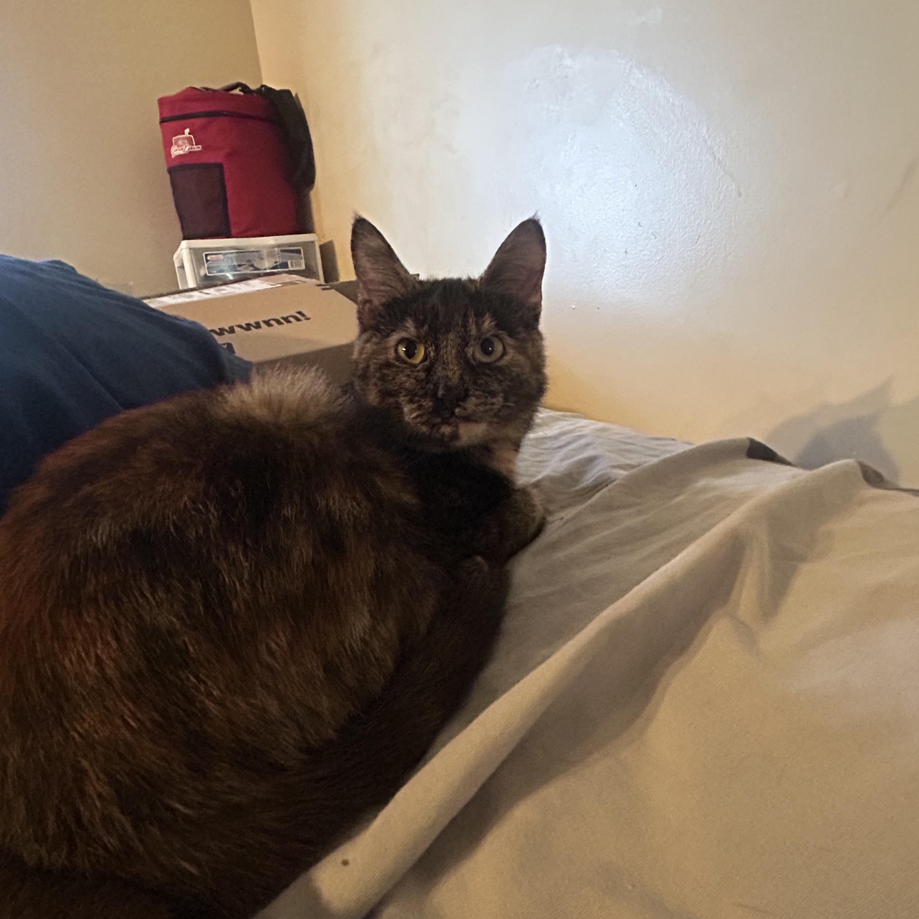 Enlarge Morti, an adopted Tortoiseshell in Highland, IN image 4/4