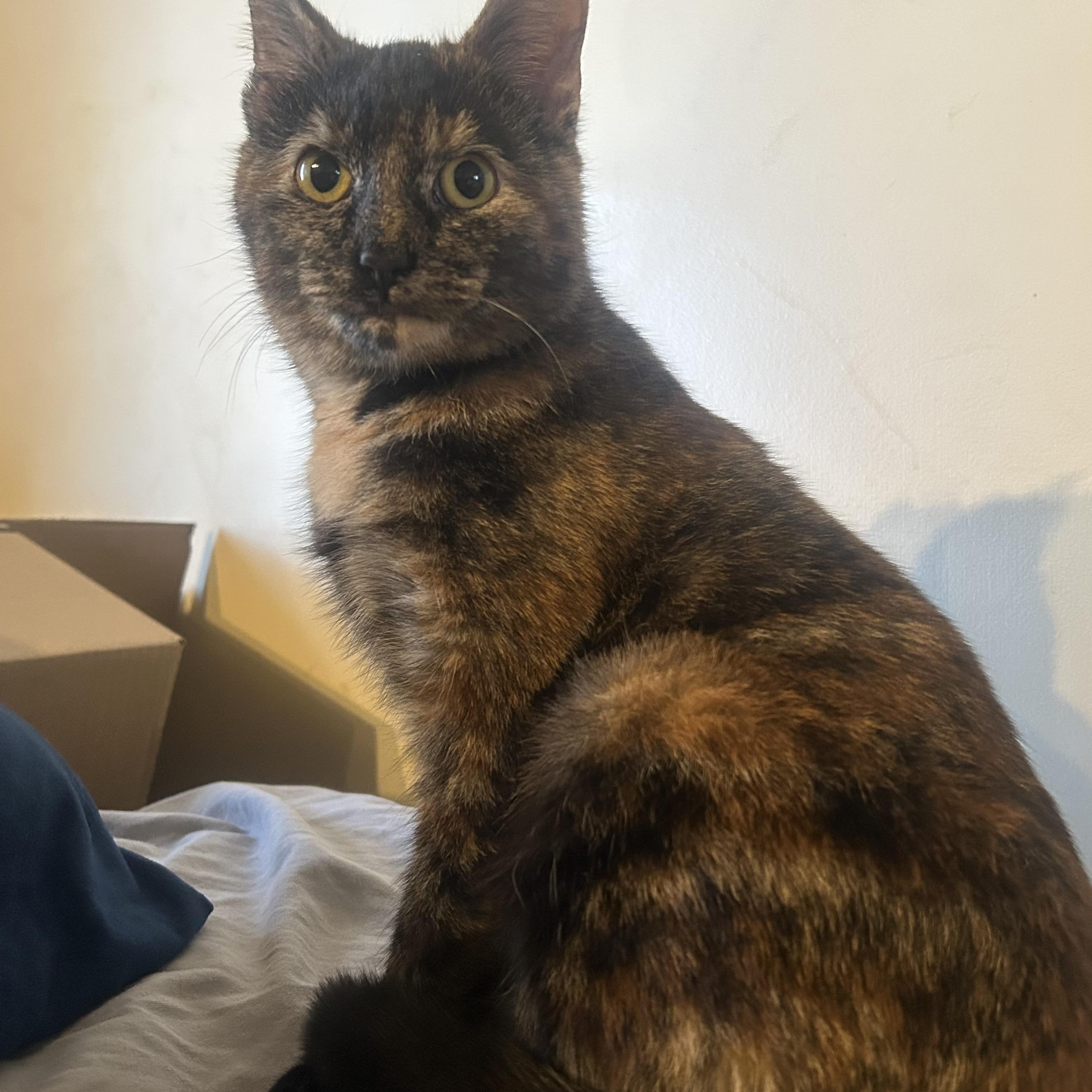 Morti, adopted, Young Female Tortoiseshell.