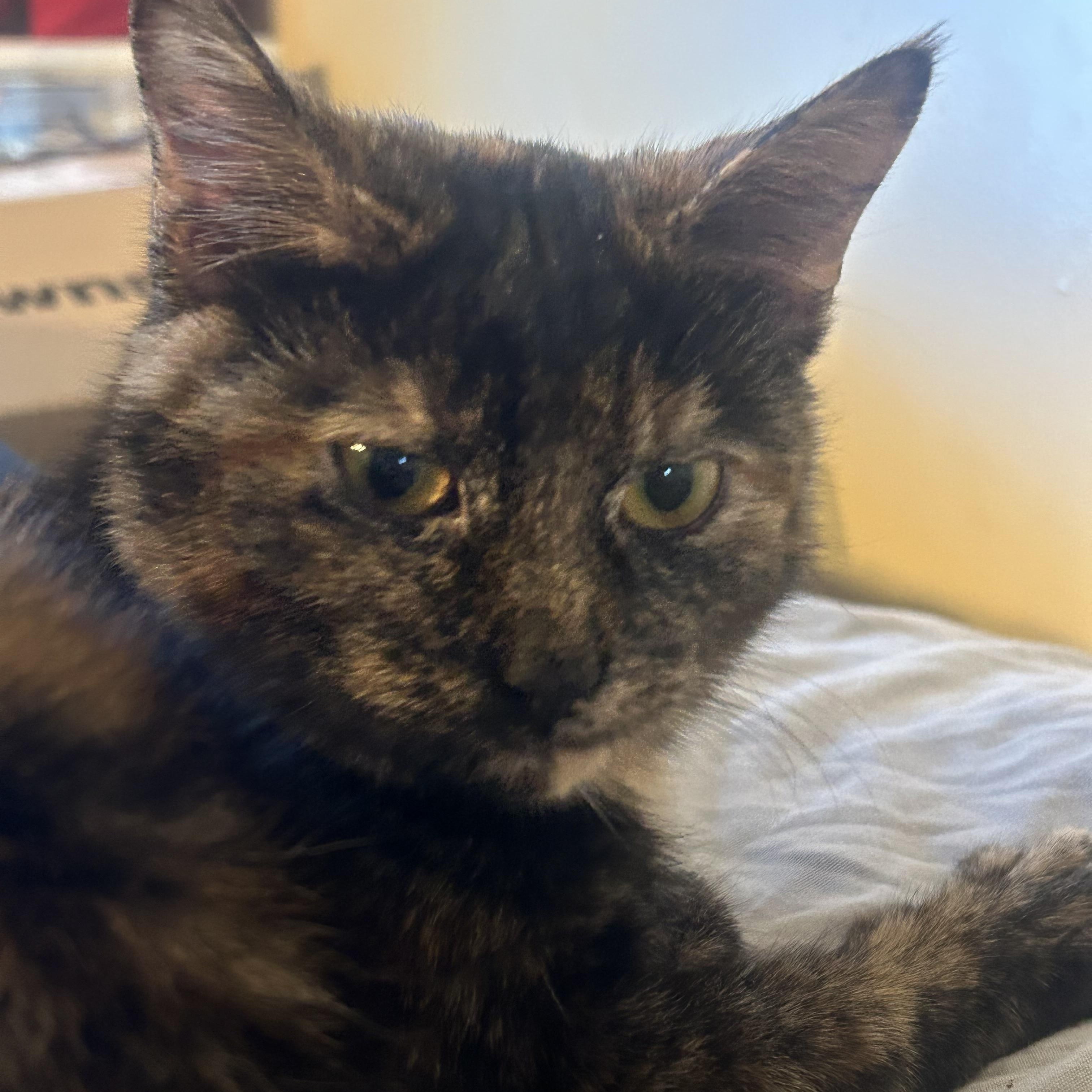 Enlarge Morti, an adopted Tortoiseshell in Highland, IN image 2/4