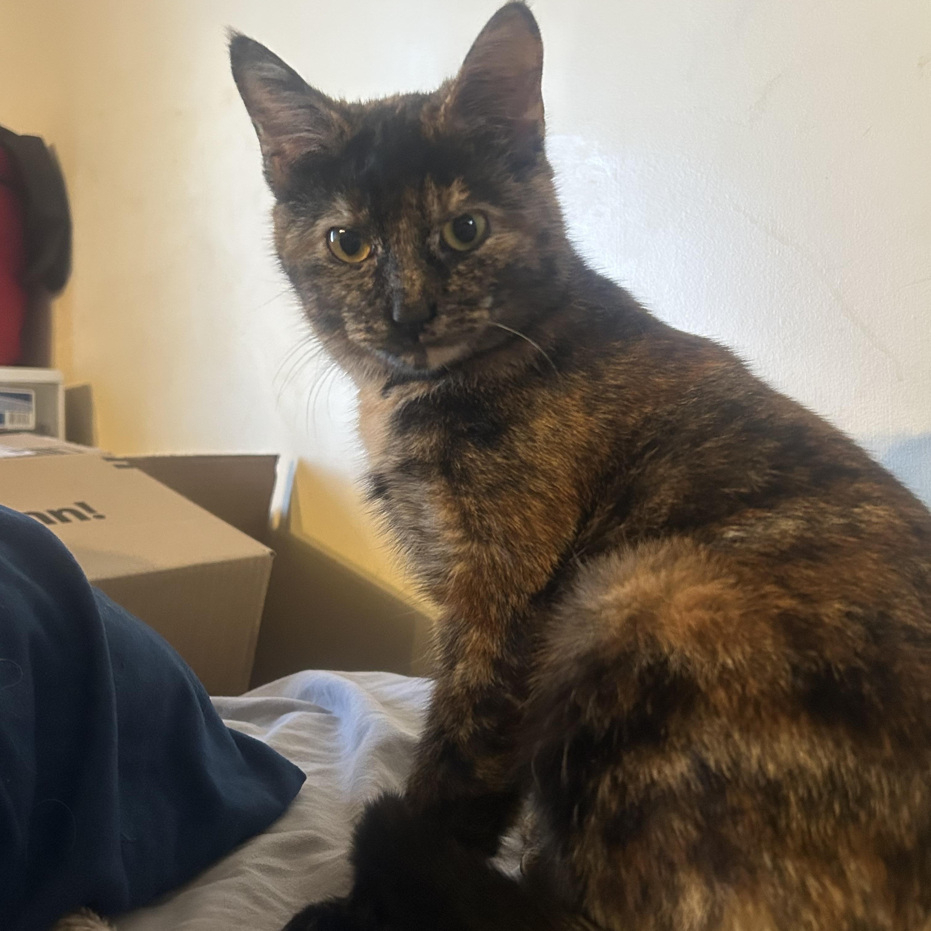 Enlarge Morti, an adopted Tortoiseshell in Highland, IN image 3/4