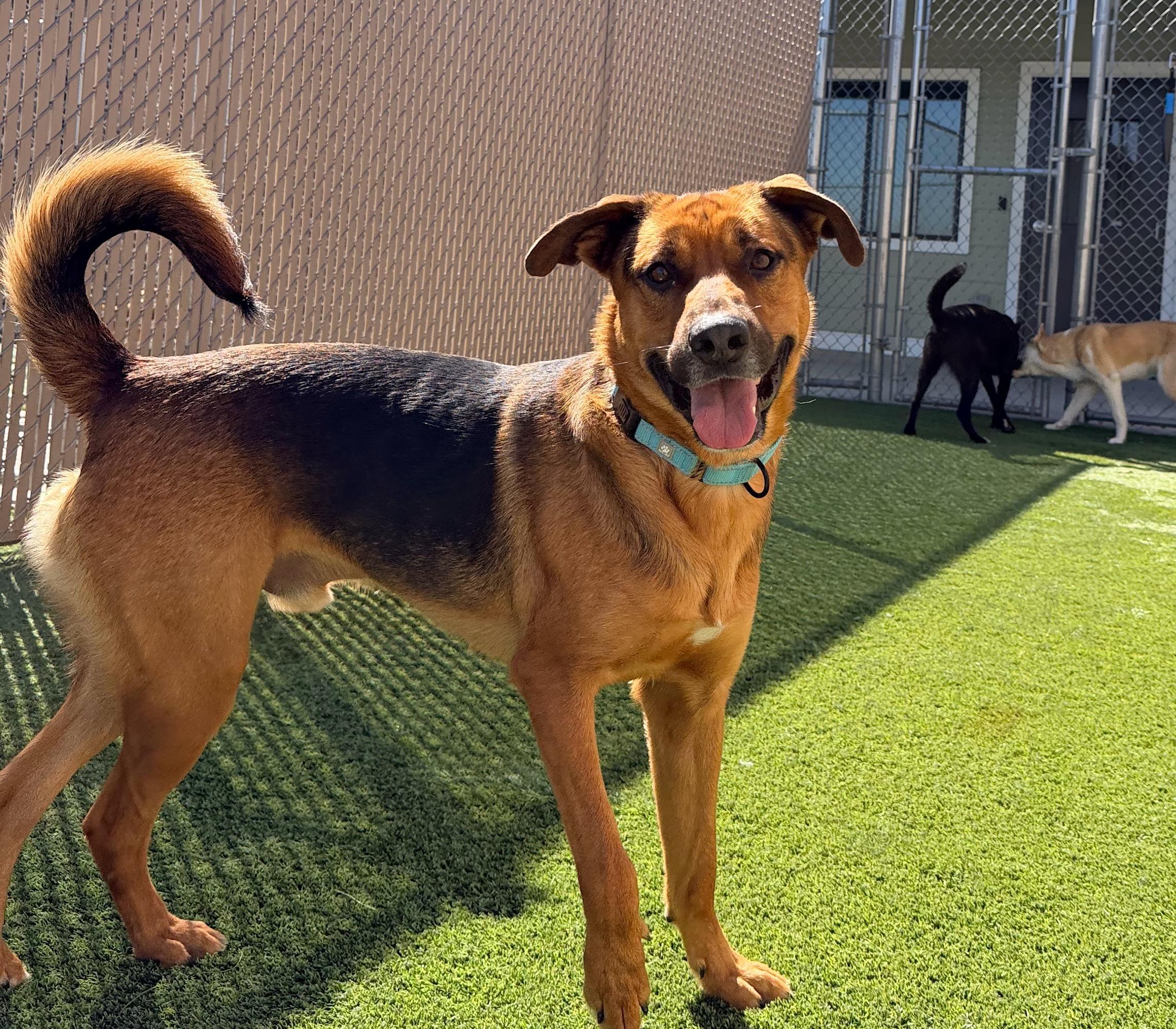 Enlarge Joey, a ADOPTABLE mixed breed in Liberty, MO image 4/4